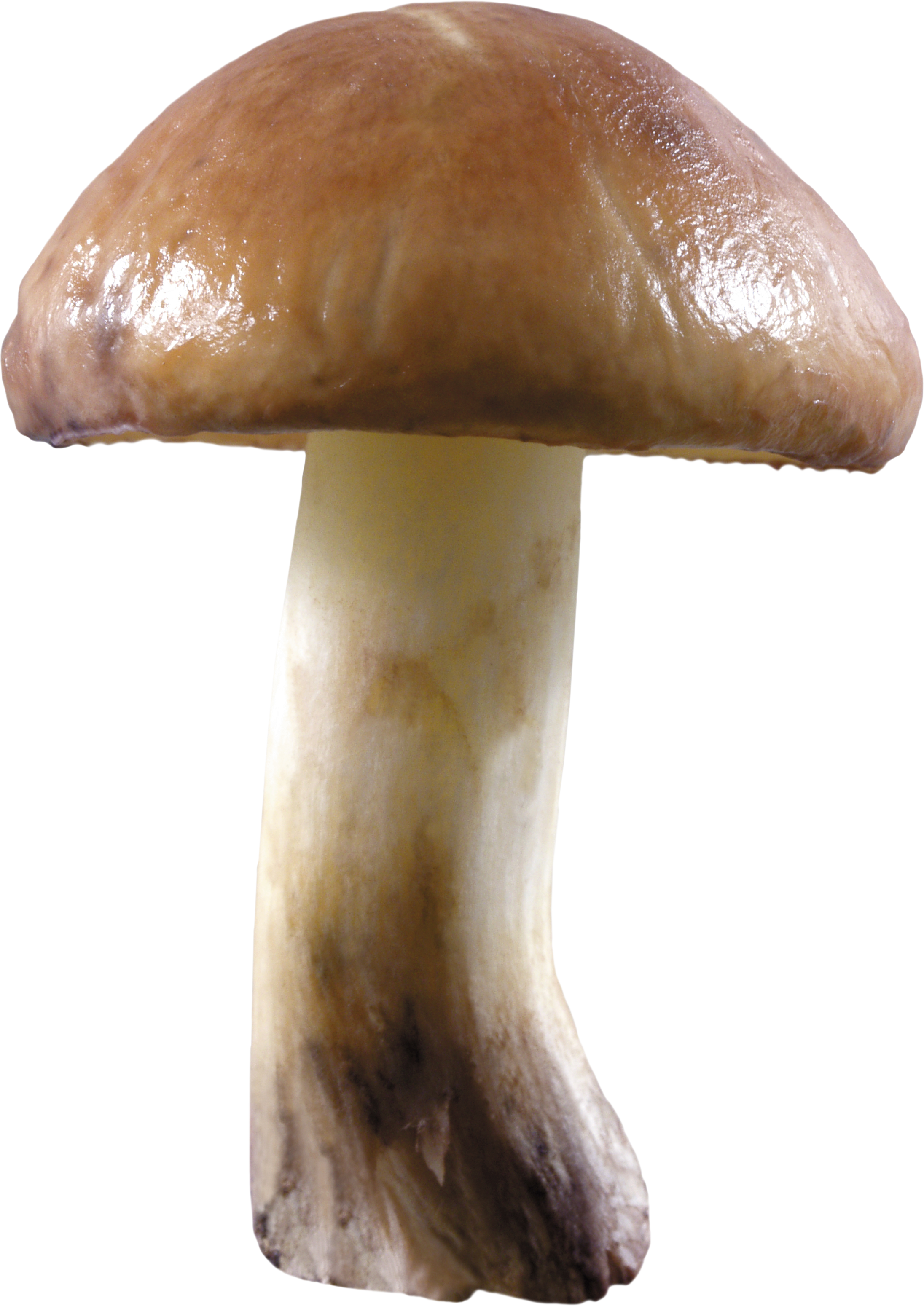 Mushroom 1 photo