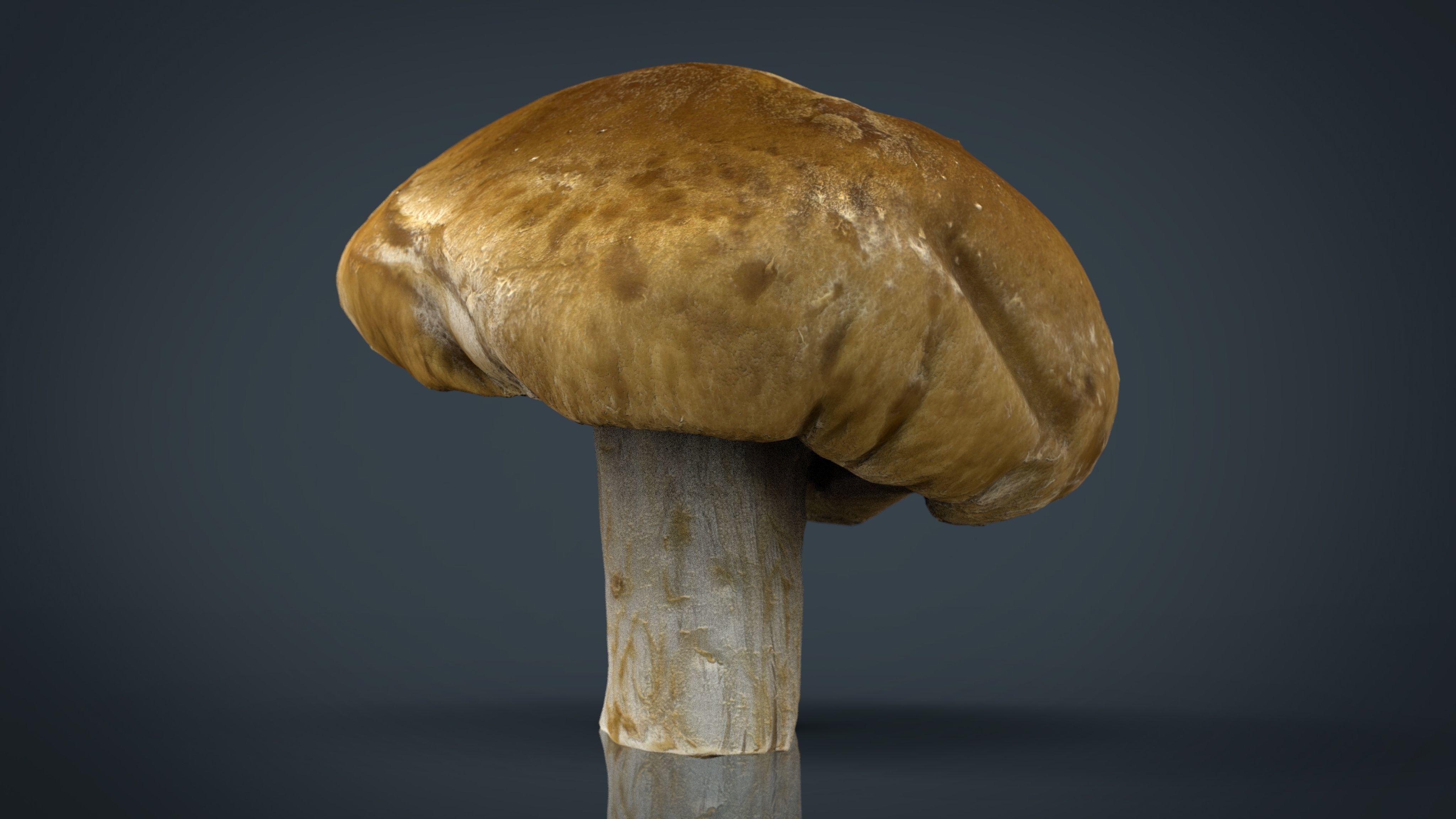 3D asset realtime Mushroom 1 | CGTrader