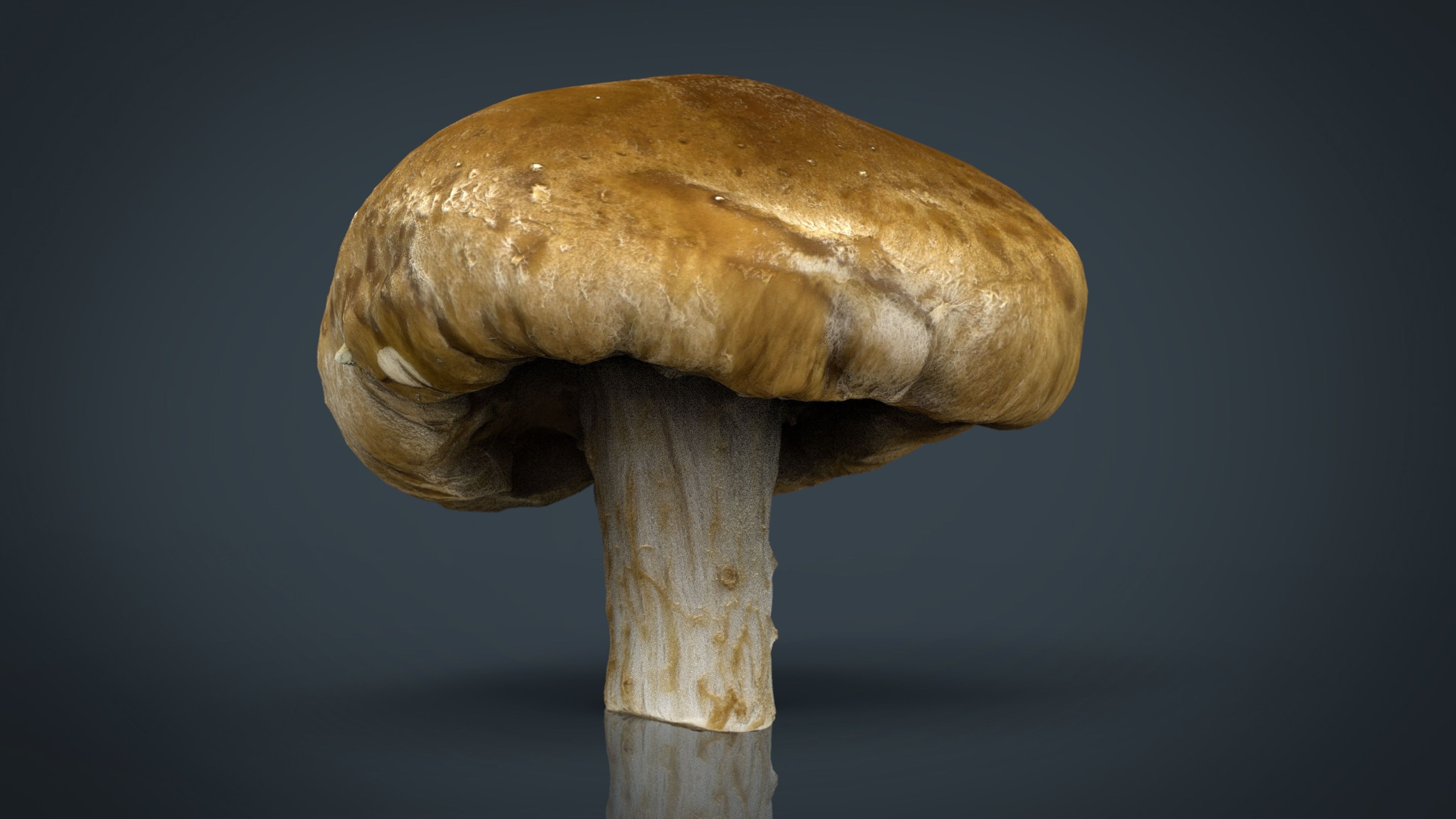 3D asset realtime Mushroom 1 | CGTrader