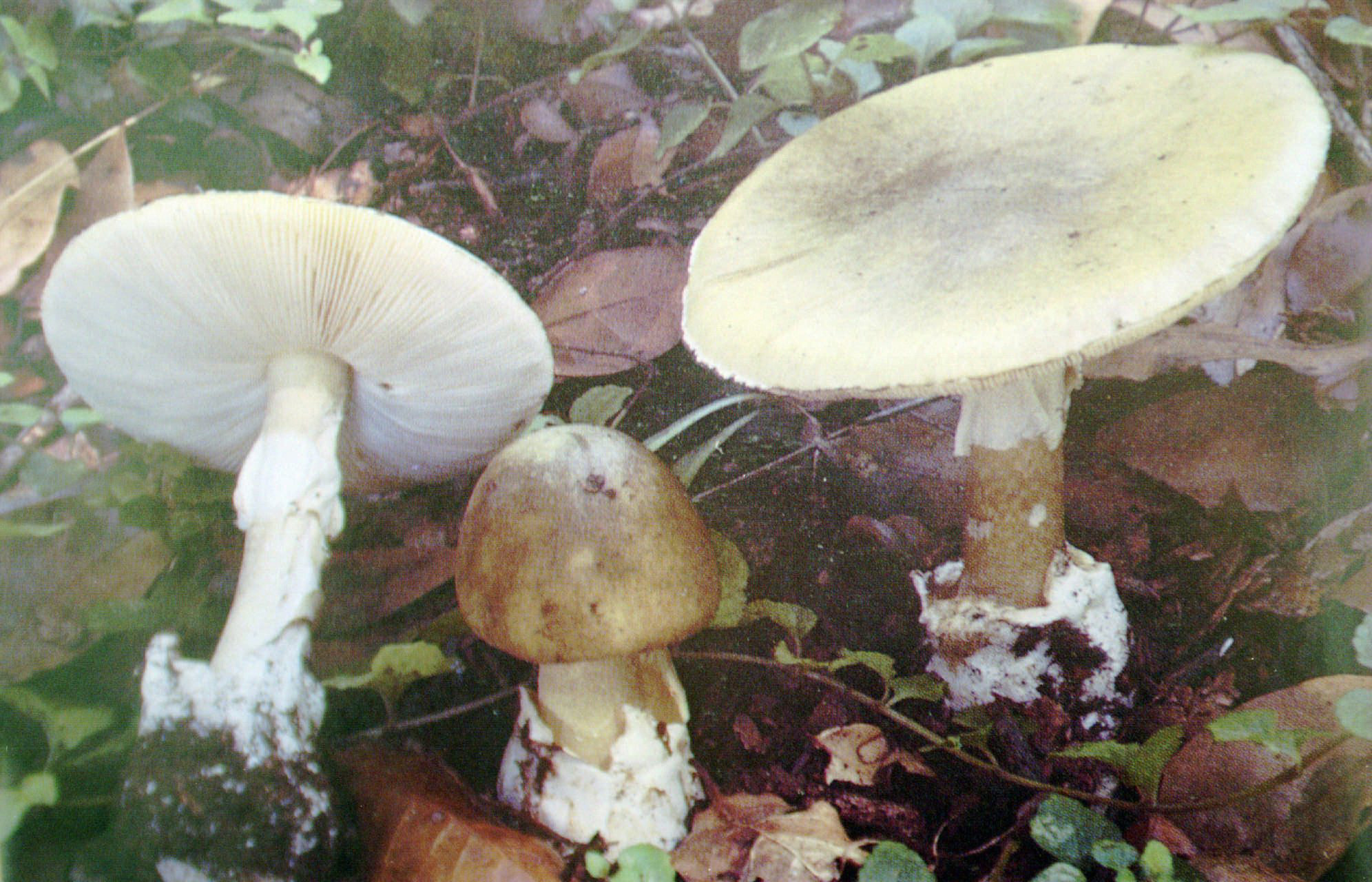 The world's most dangerous mushroom and what it did to an 18-month ...