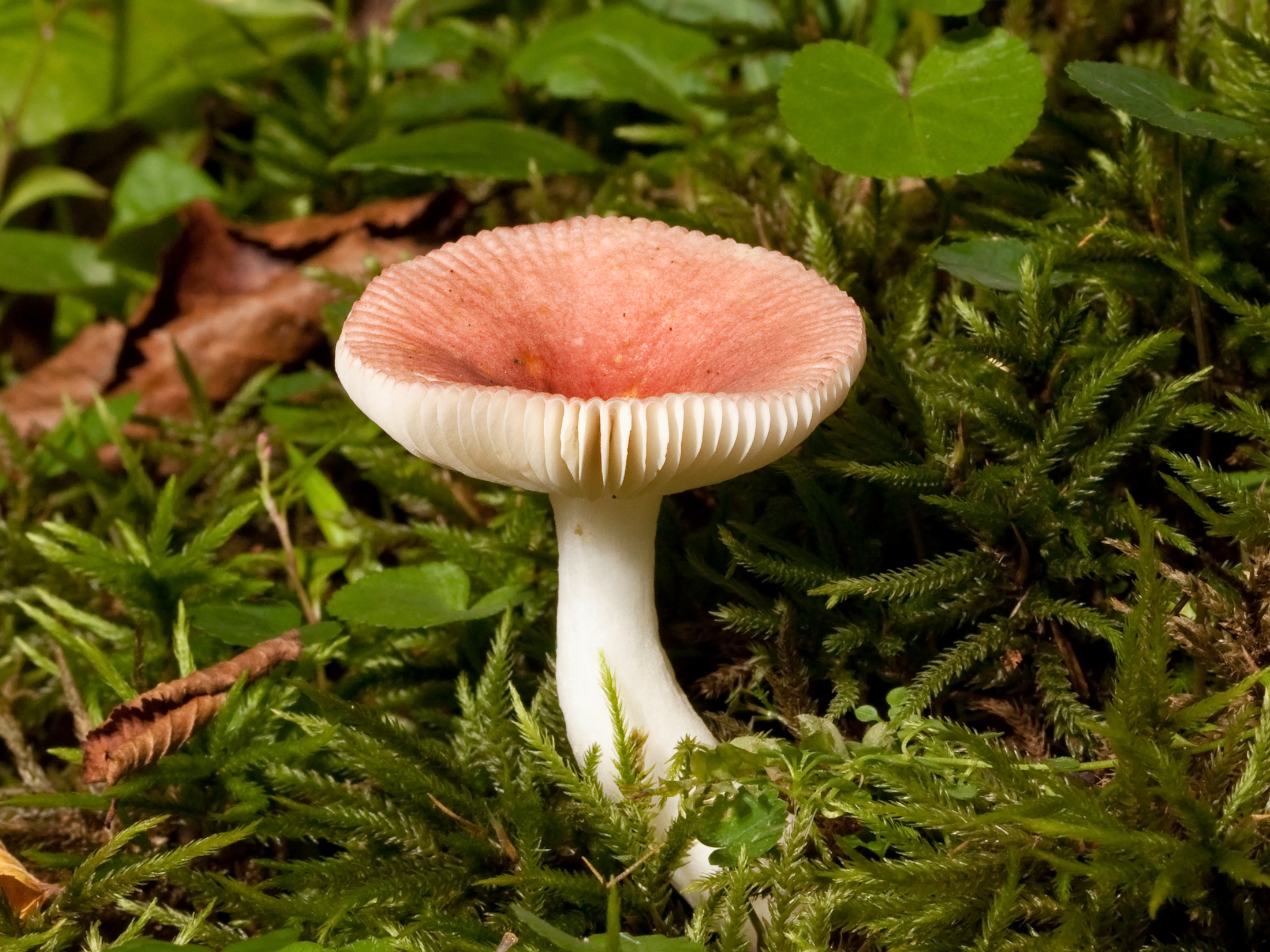 File:Russula mushroom Kaldari 01.jpg - Wikimedia Commons