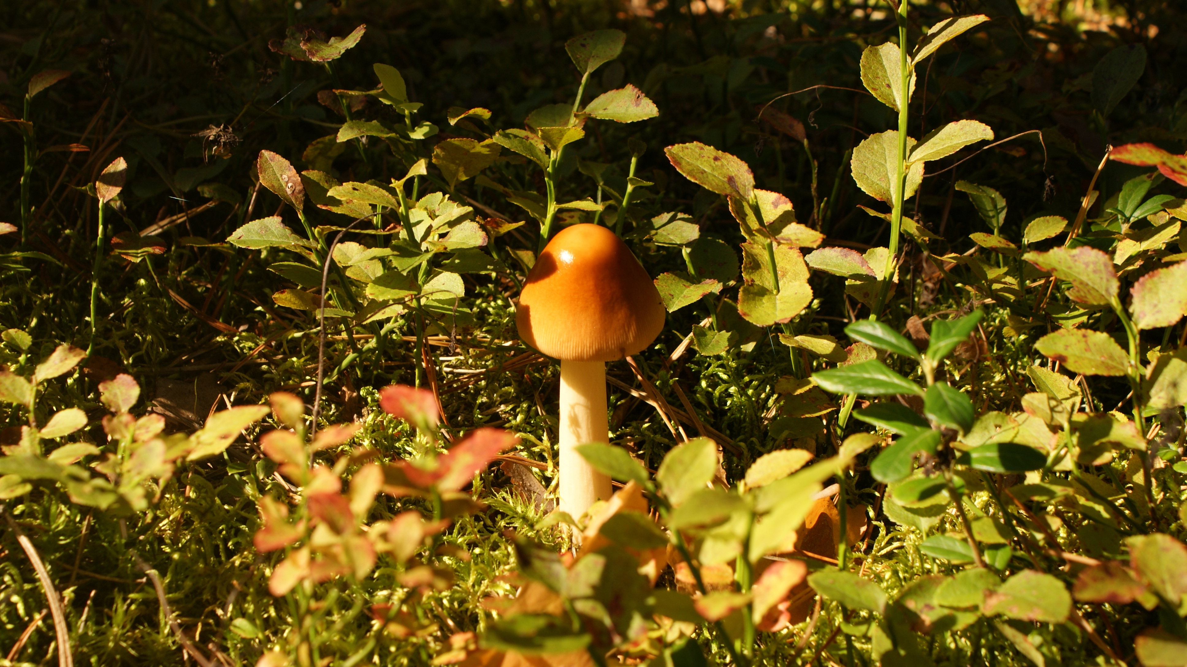 Mushroom 2, Autumn, Fall, Forest, Light, HQ Photo