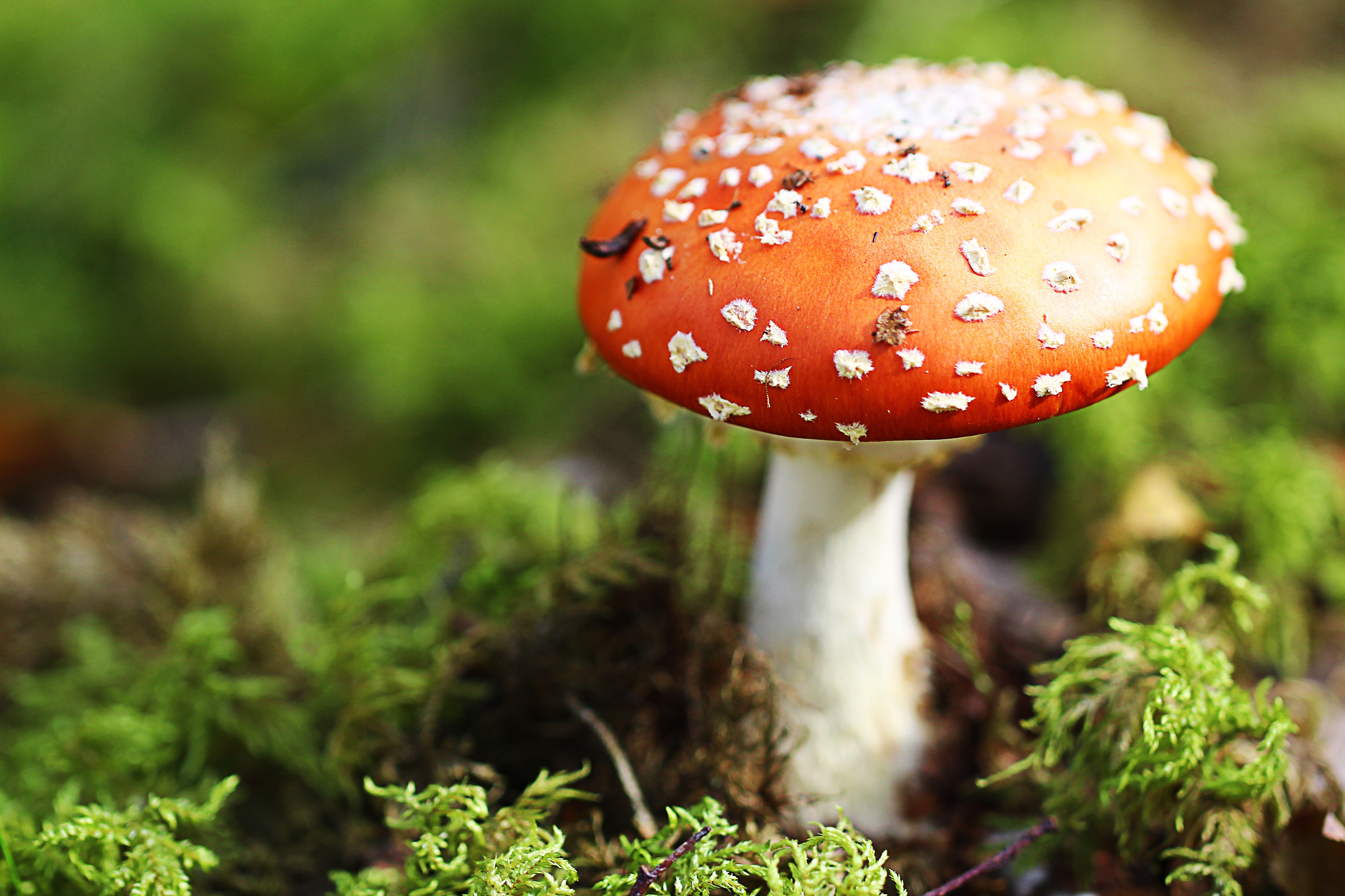 Mushroom Folklore and Magic