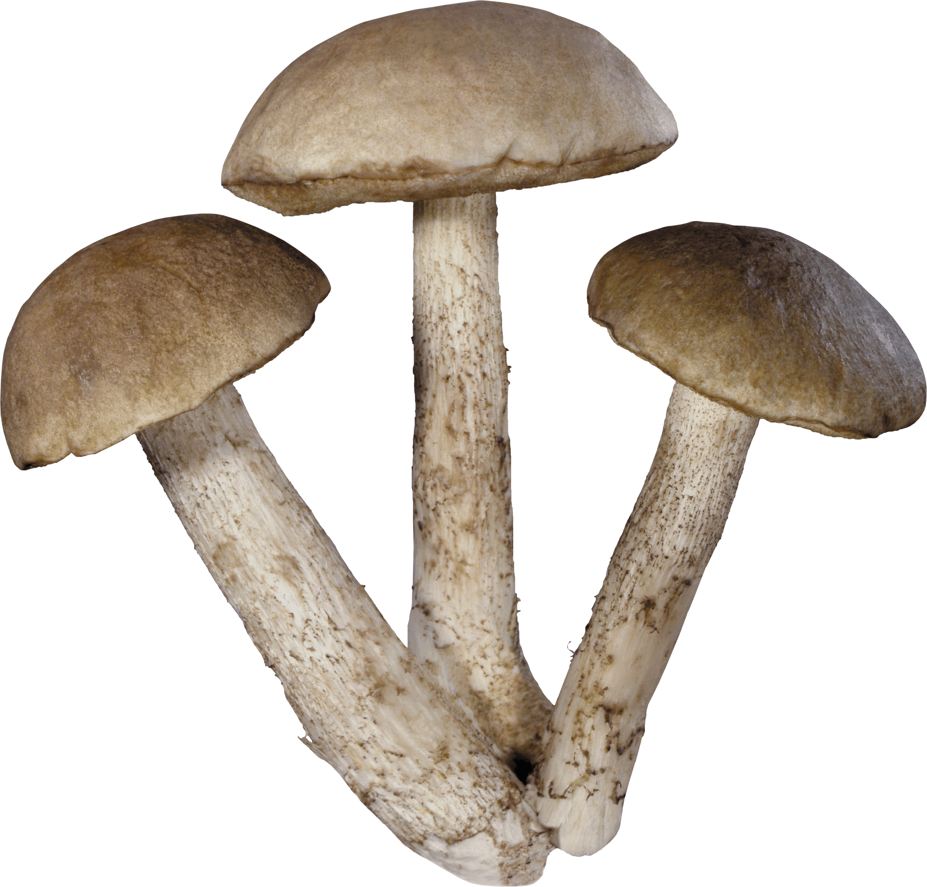Three Mushrooms transparent PNG - StickPNG