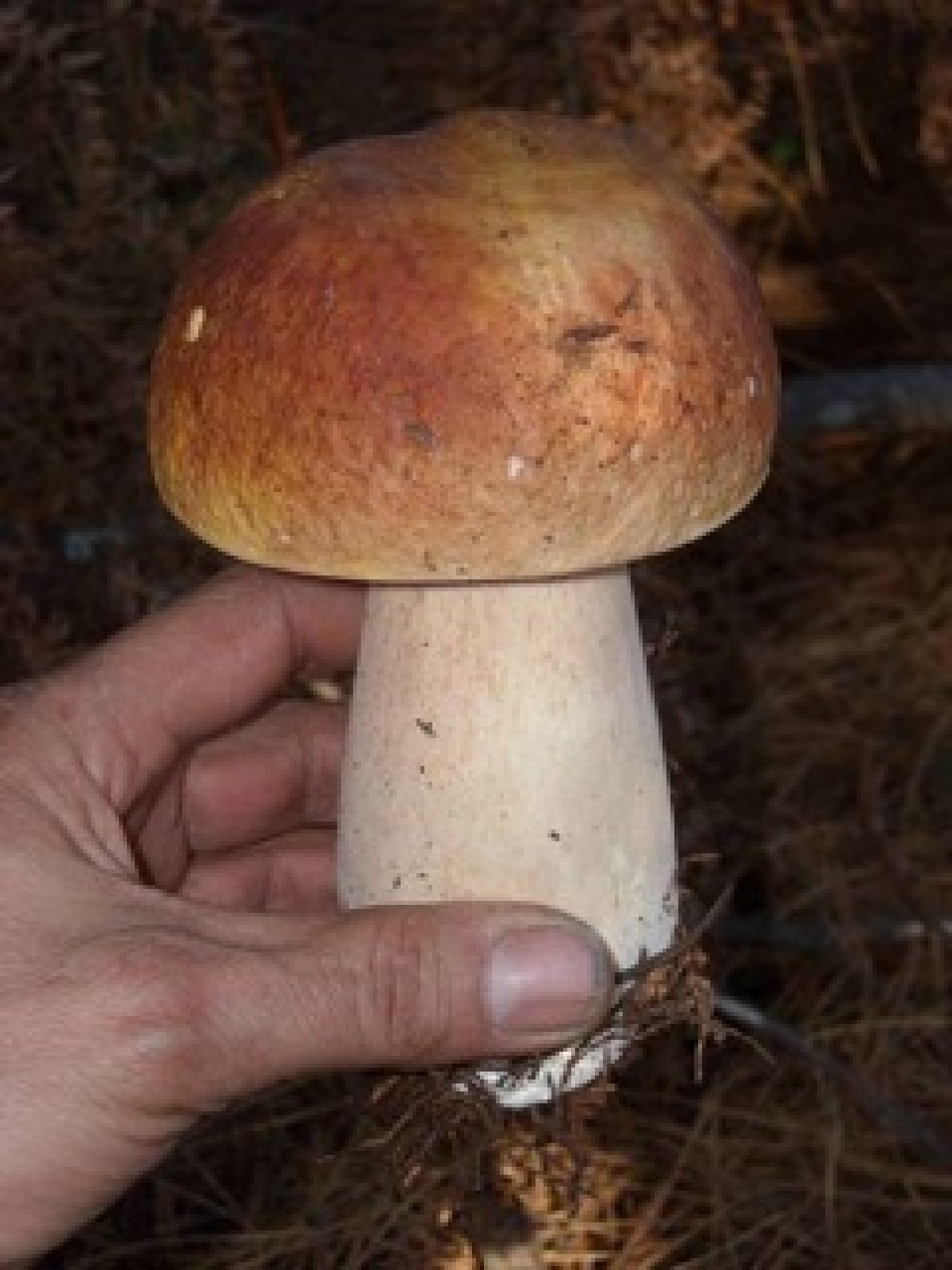 Mushroom of the Month (MOM) | Fungus Federation of Santa Cruz