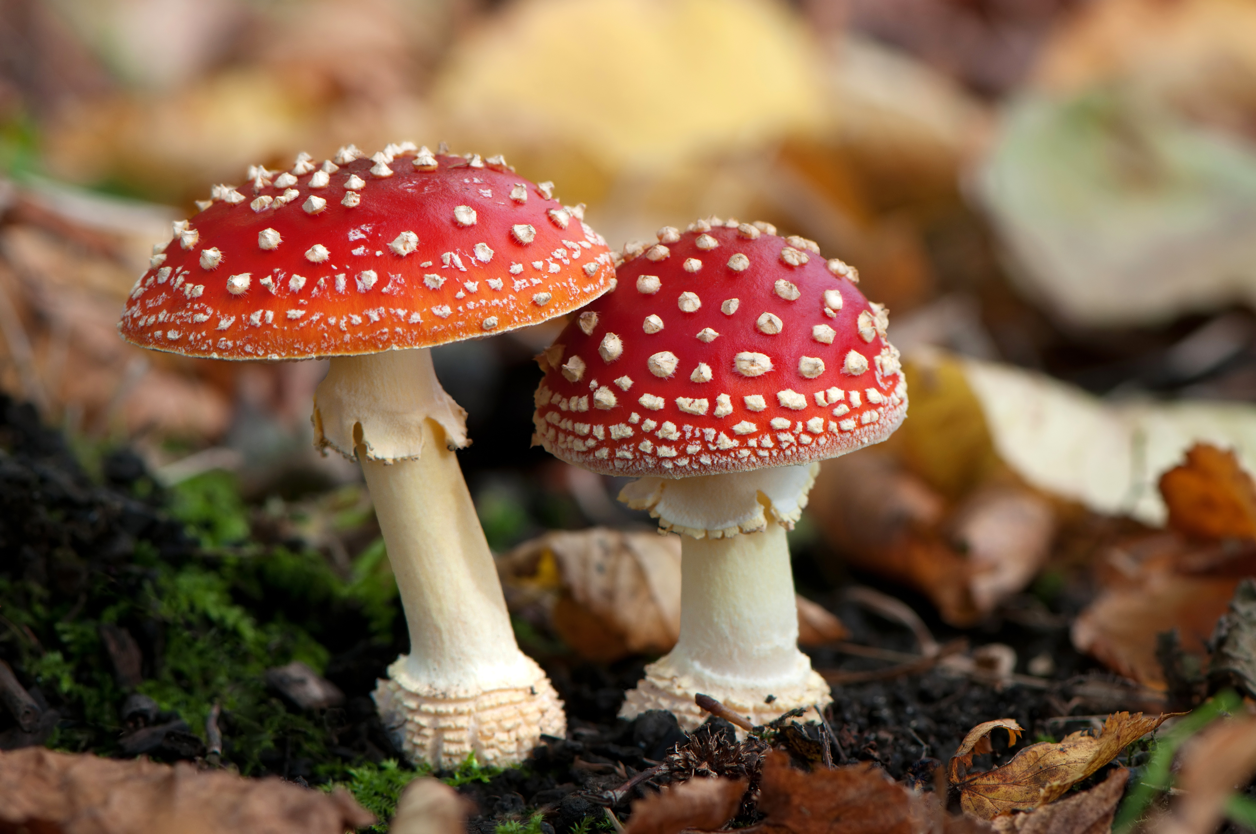 Are Magic Mushrooms The Key To Quitting Smoking? Recent Study Found ...