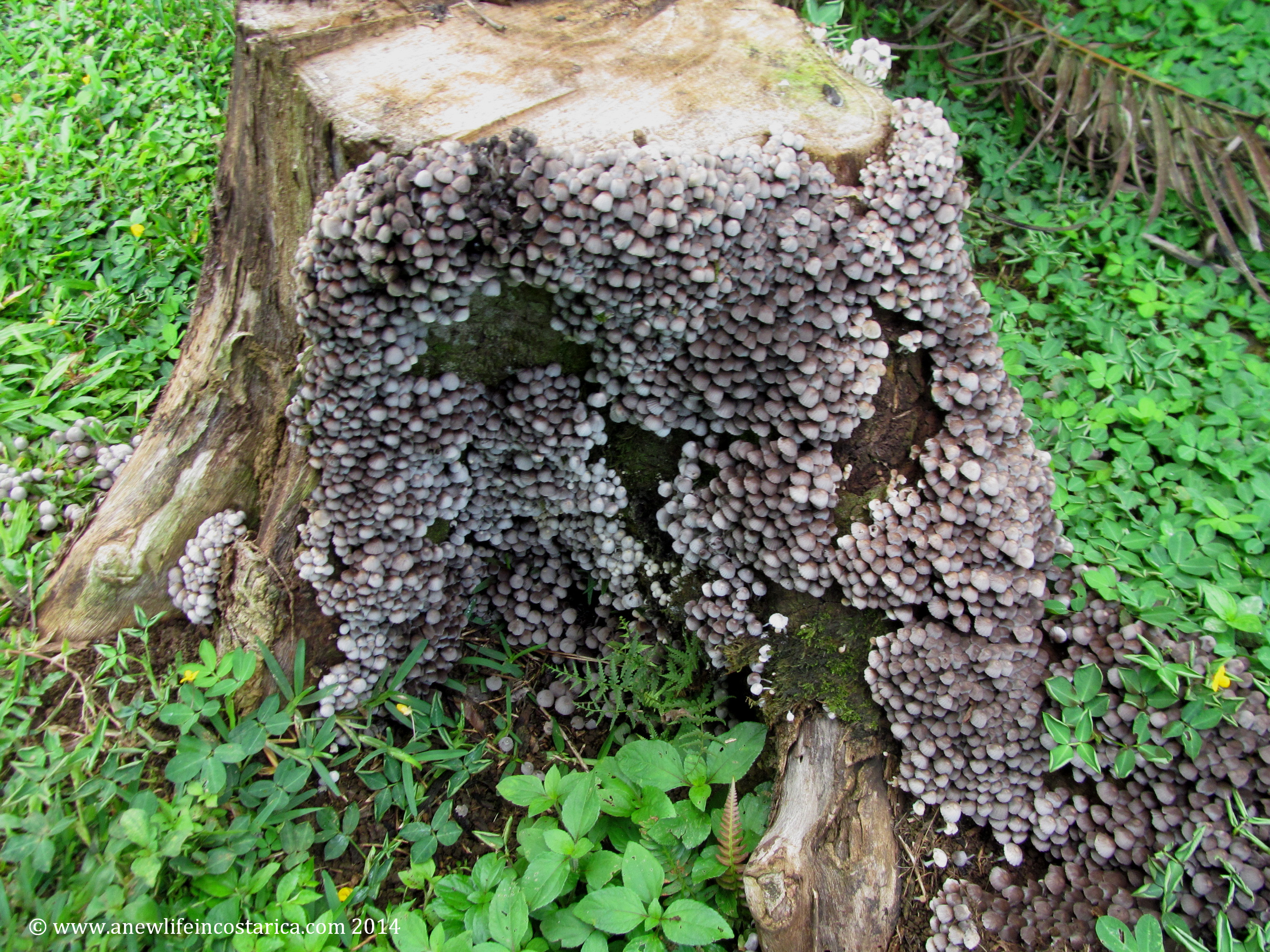 Beautiful mushroom bloom - A New Life In Costa Rica