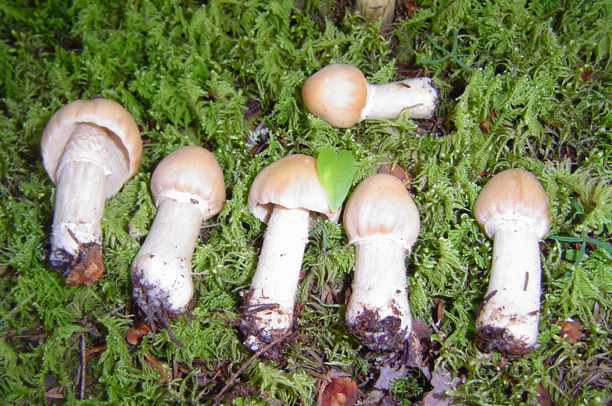 gypsy mushroom | 1left