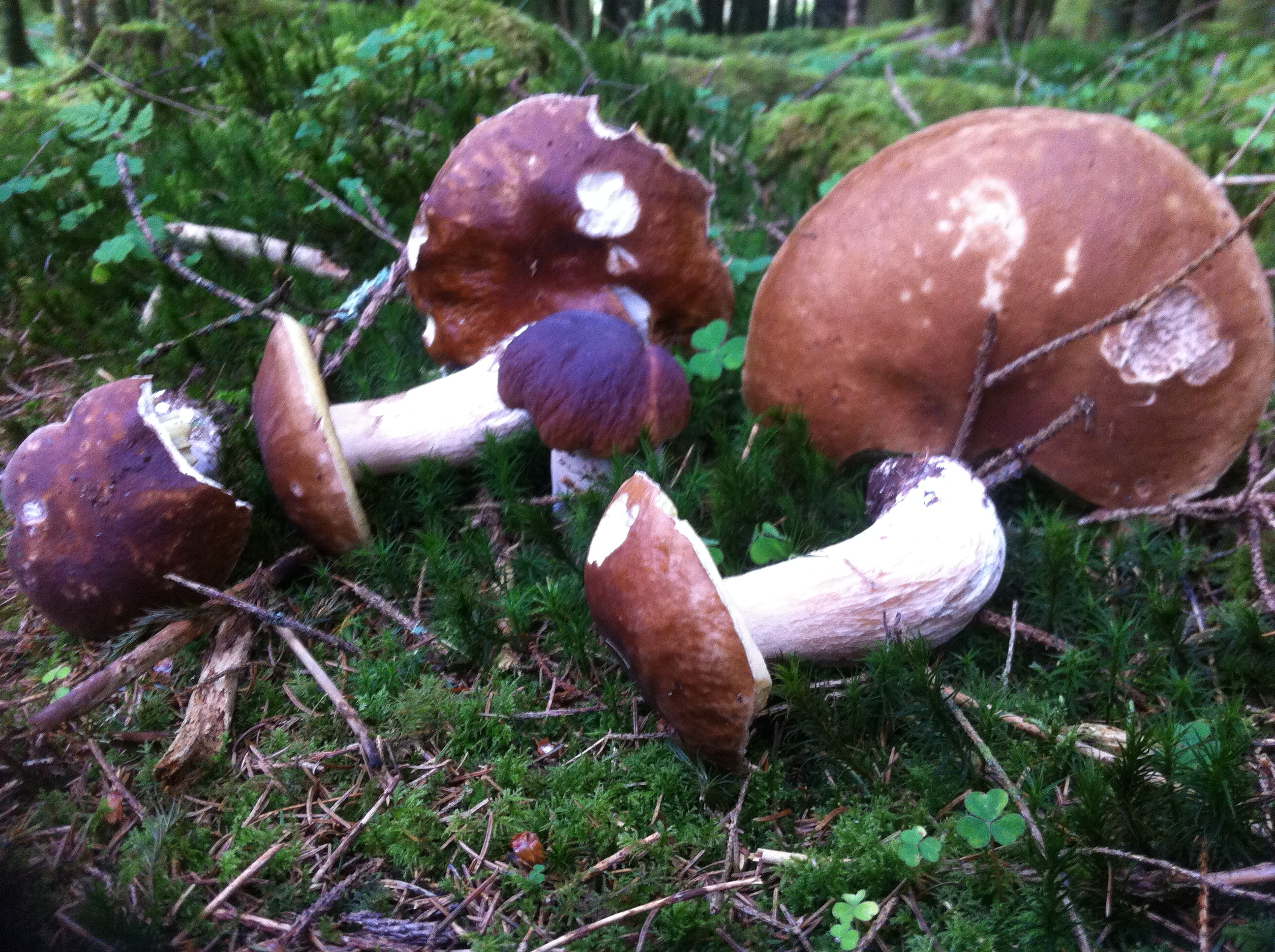 mushrooms – Wild Food Mary