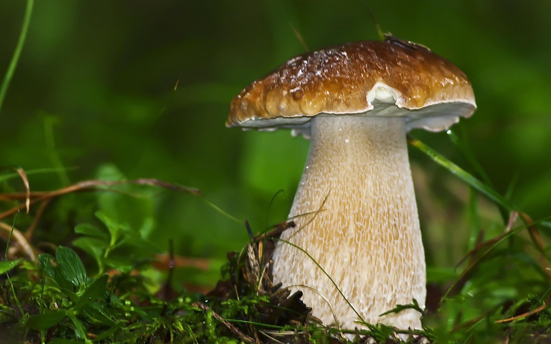 Mushroom closeup photo
