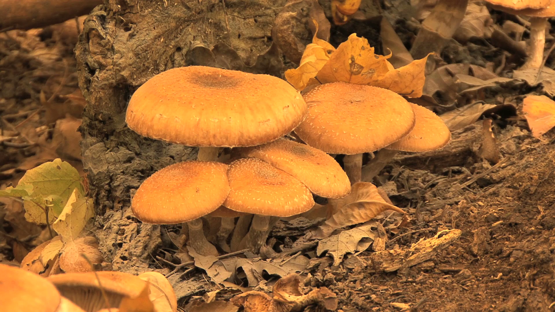 Closeup of Big Wild Mushrooms 2 Stock Video Footage - Videoblocks