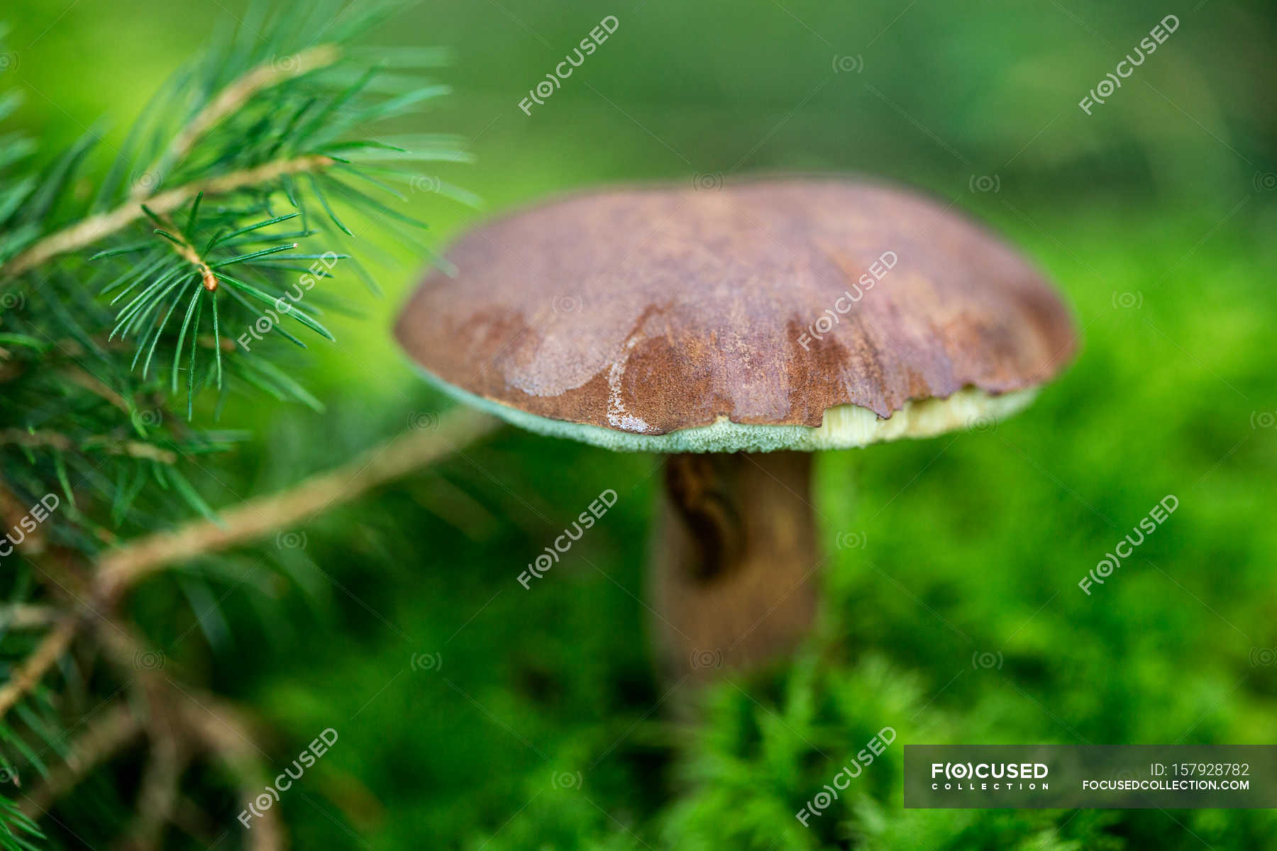 Growing mushroom, close-up — Stock Photo | #157928782