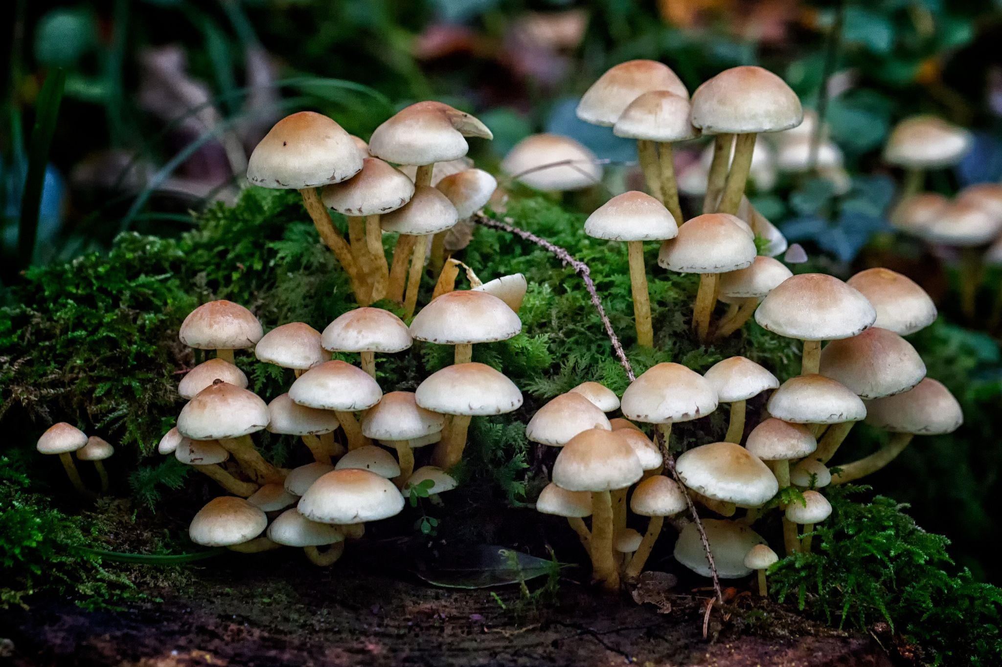 Mushroom colony by Chandra Mohan Sarkar on 500px | mantarlar | Pinterest