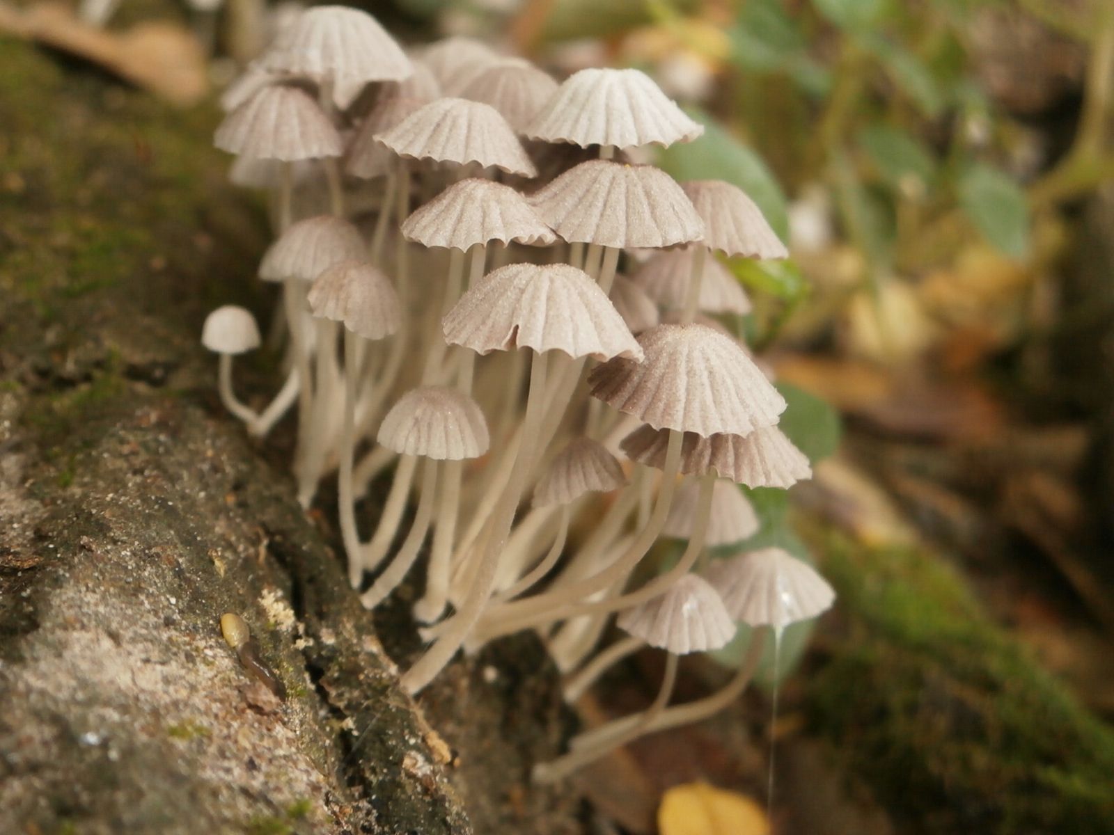 A mushroom colony at Balekambang Park-Solo | Makro-SuperMakro ...