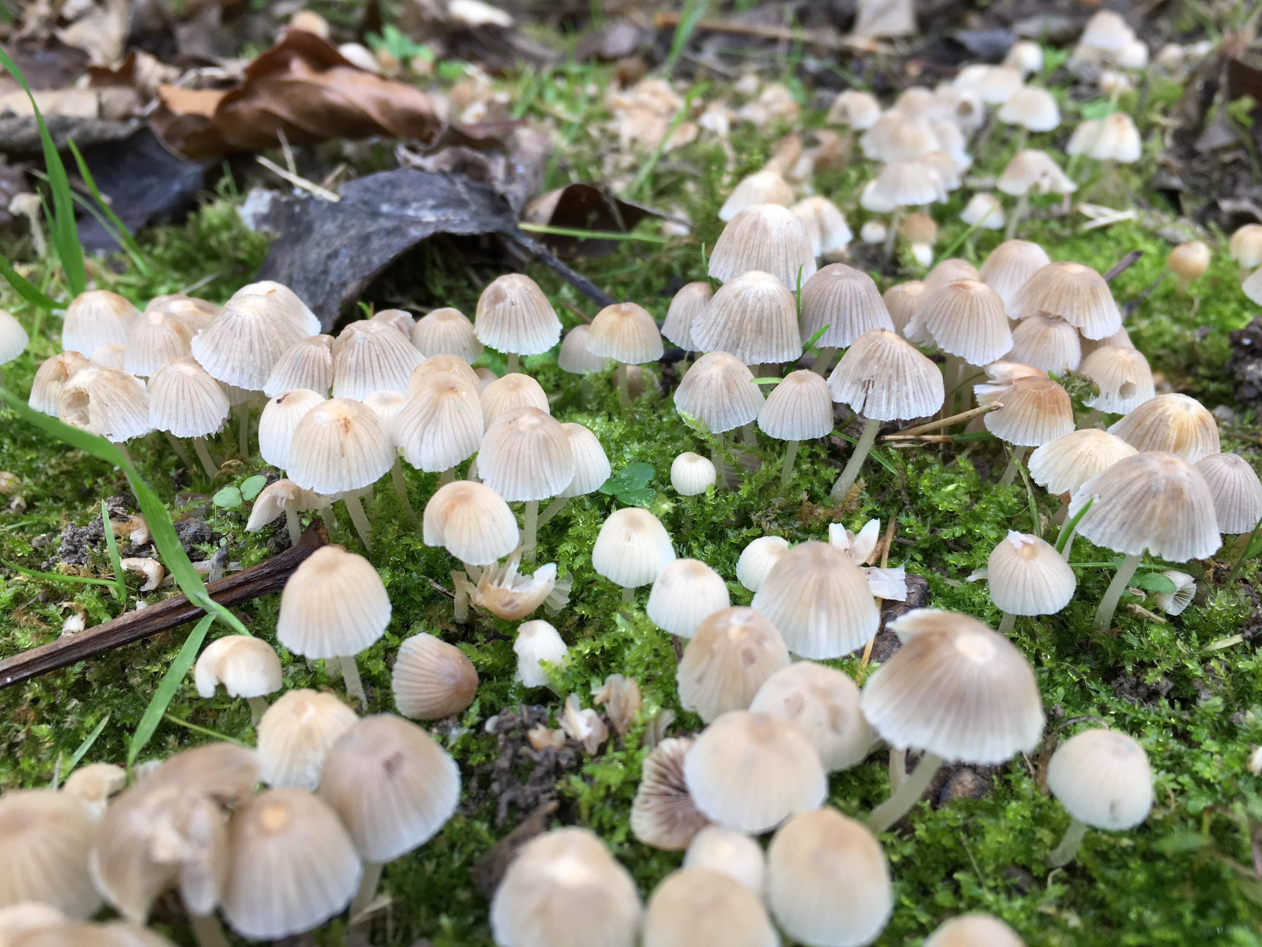 Mushroom colony : mycology