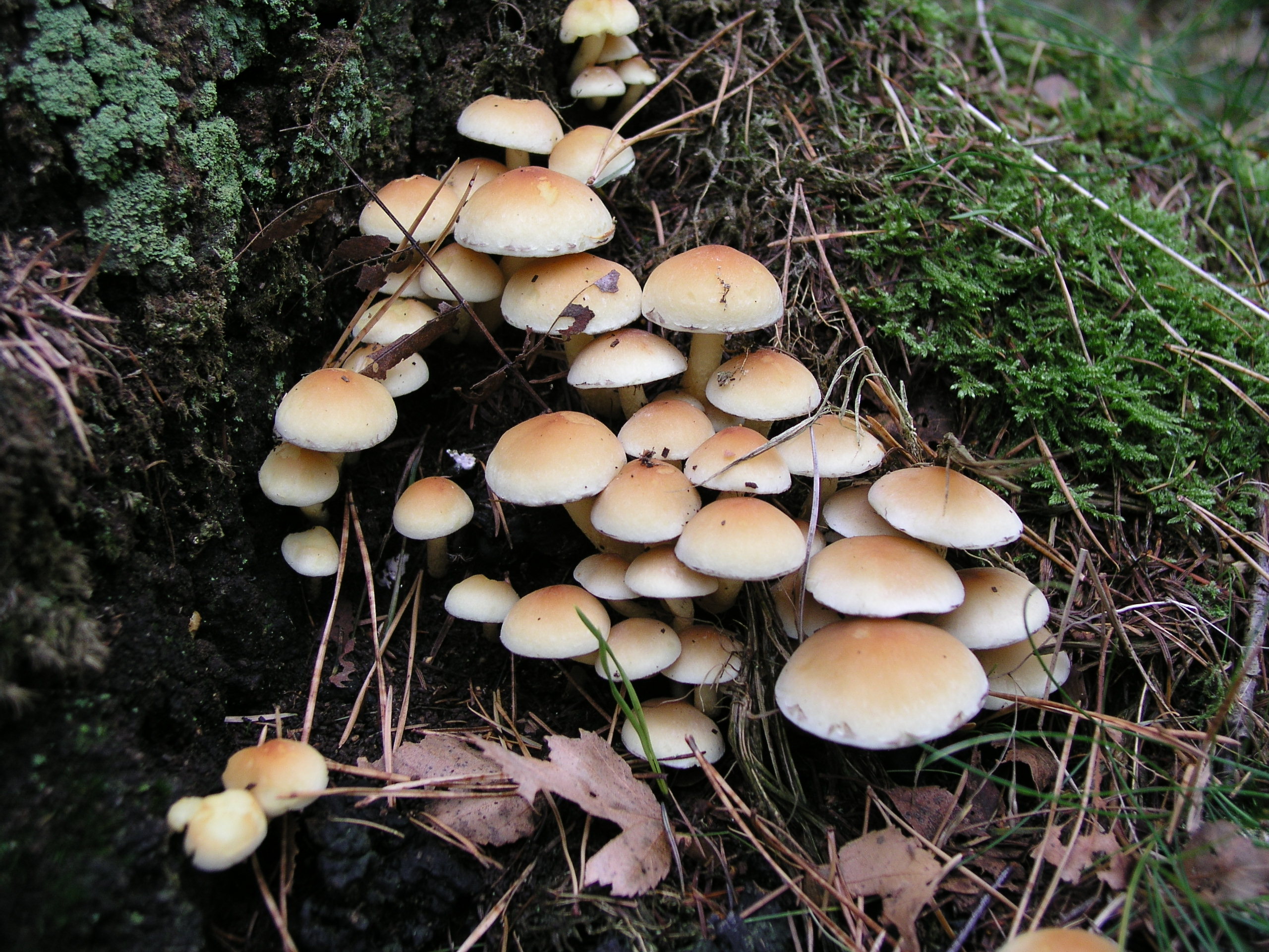 High Quality Round Shaped Mushroom Colony Texture - Mushroom Colony ...