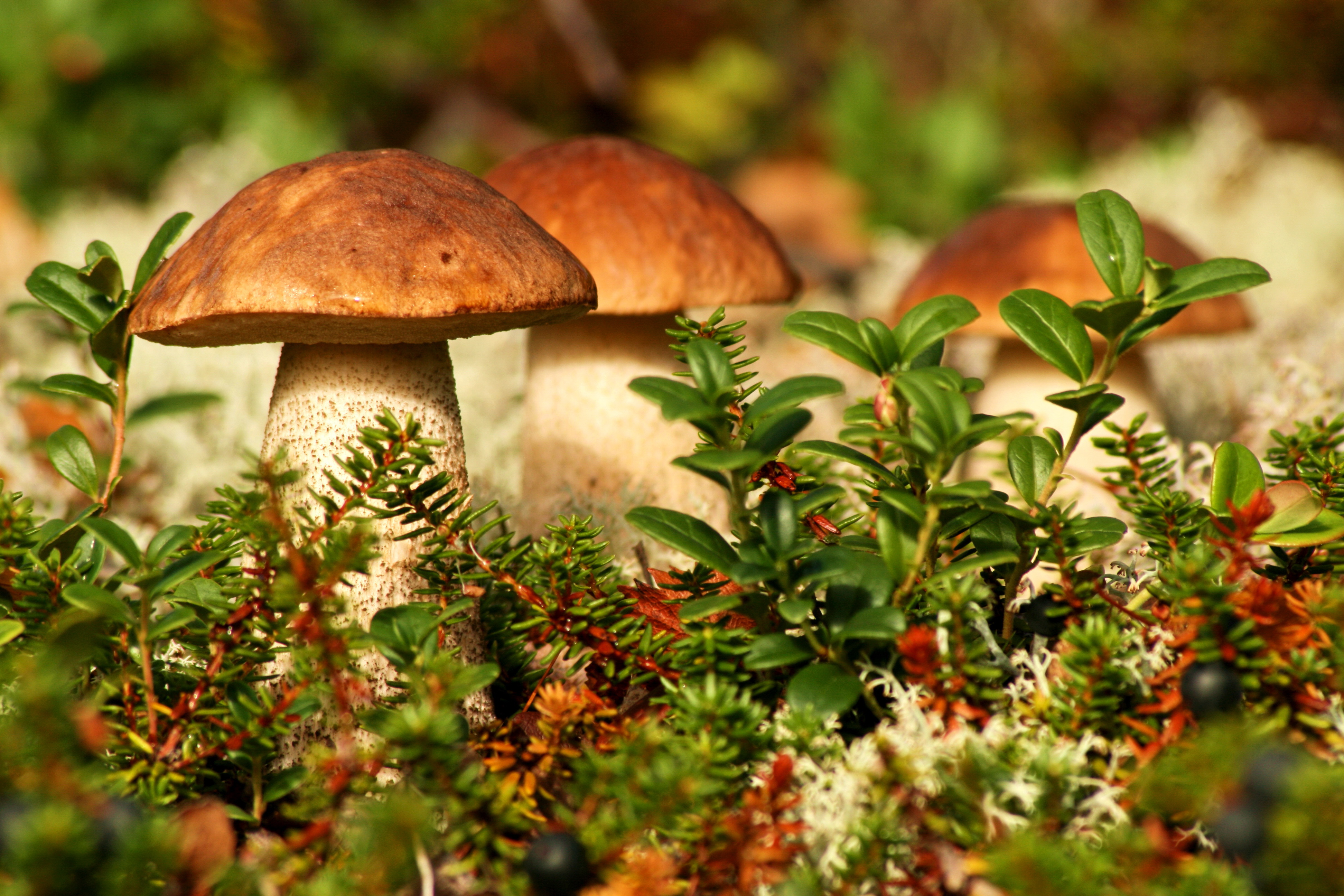 Autumn mushrooms / 3888 x 2592 / Macro / Photography | MIRIADNA.COM