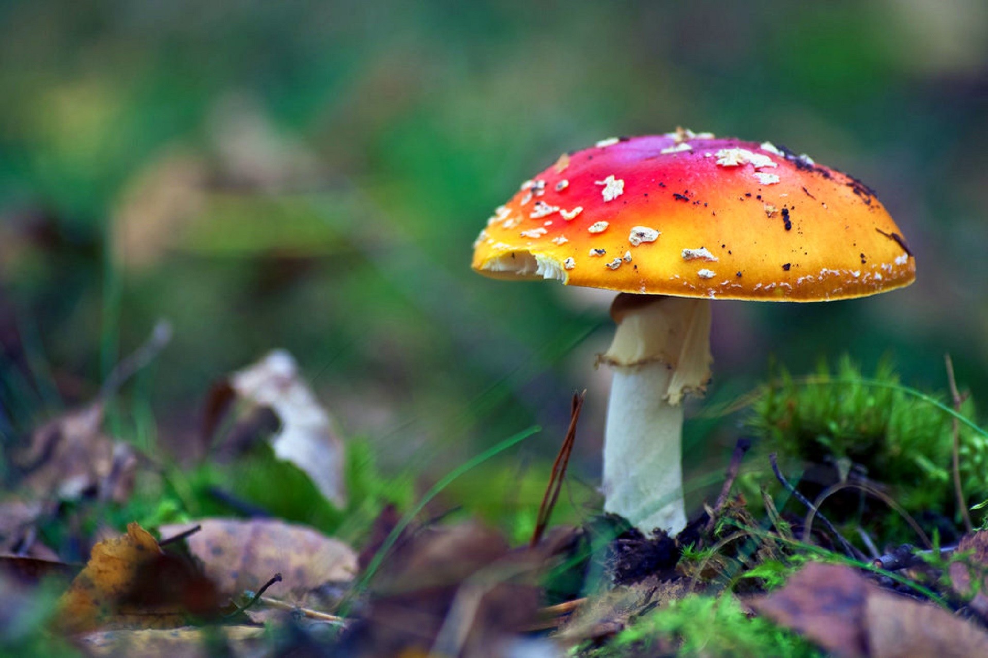 Forest: Mushrooms Autumn Love Nature Fall Fungi Lovely Creative Four ...
