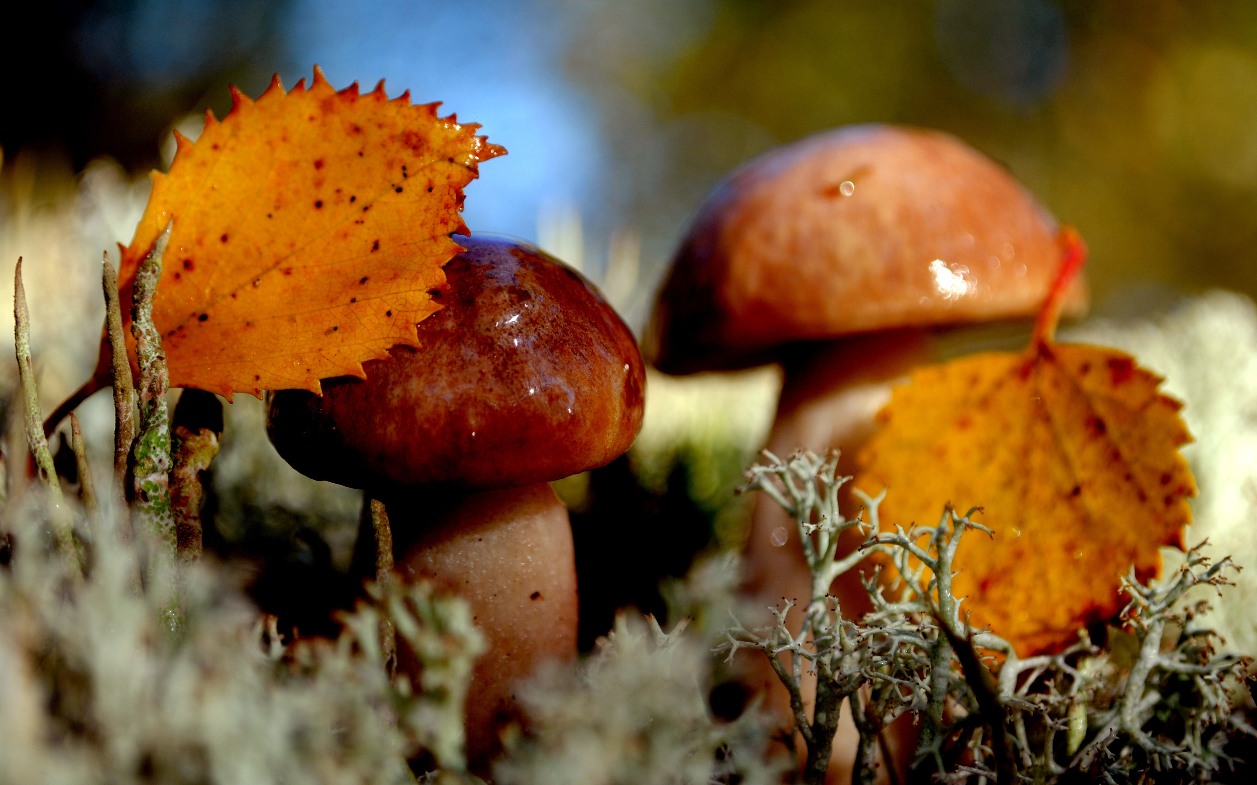 Nature mushrooms autumn moss wallpaper | 2560x1600 | 156954 ...