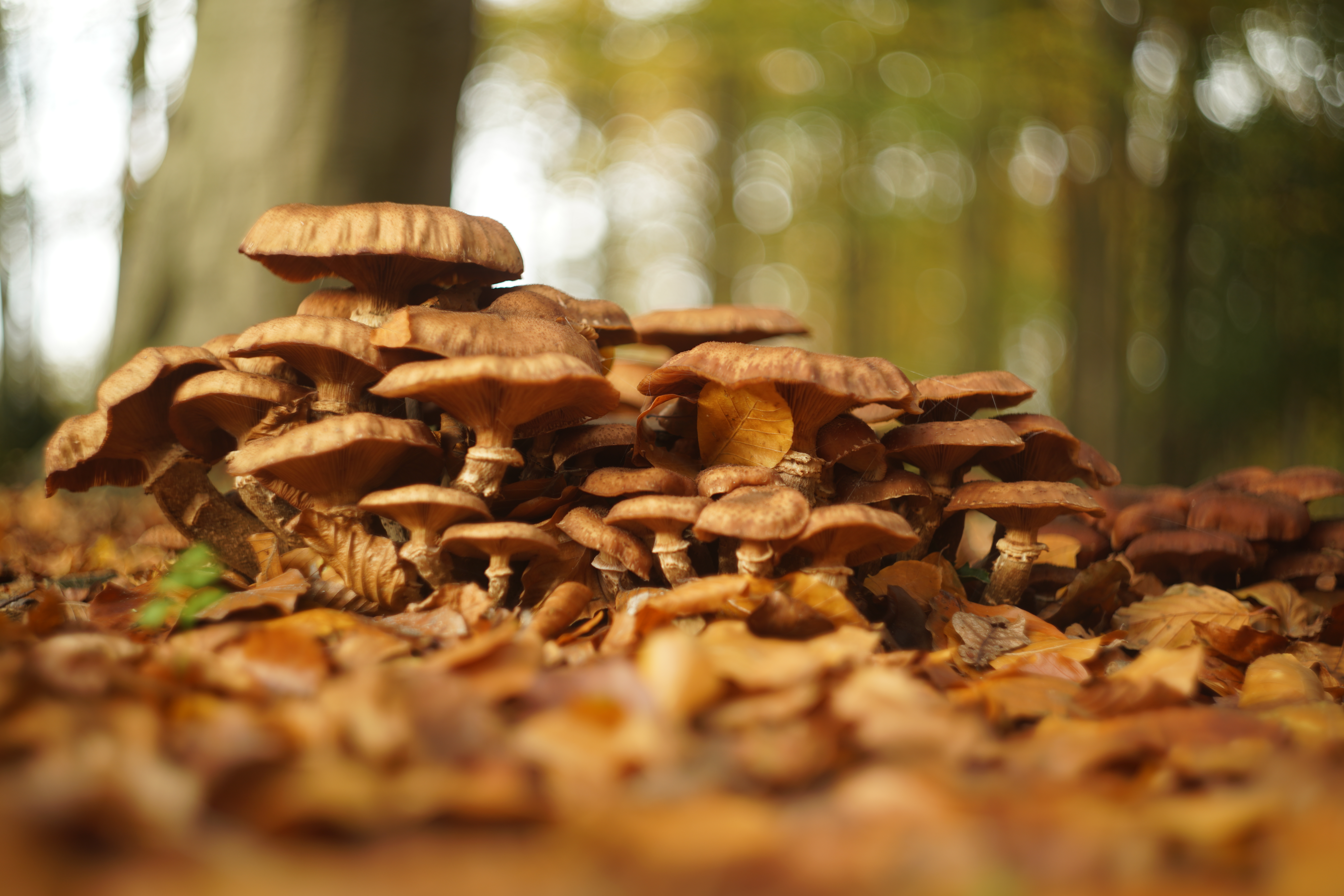 File:Mushroom Mushroom - autumn (30745706000).jpg - Wikimedia Commons