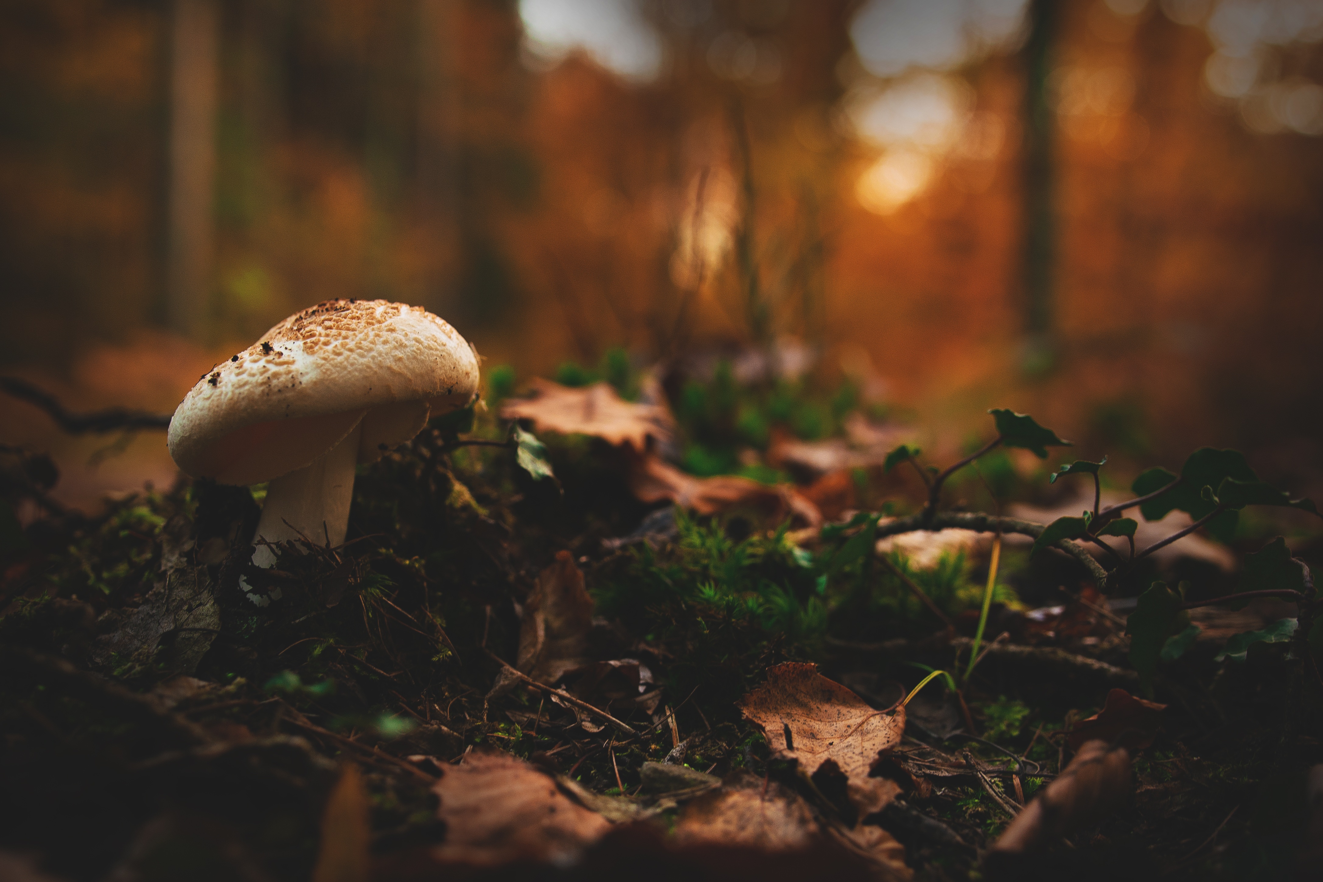 Mushroom in the wild photo