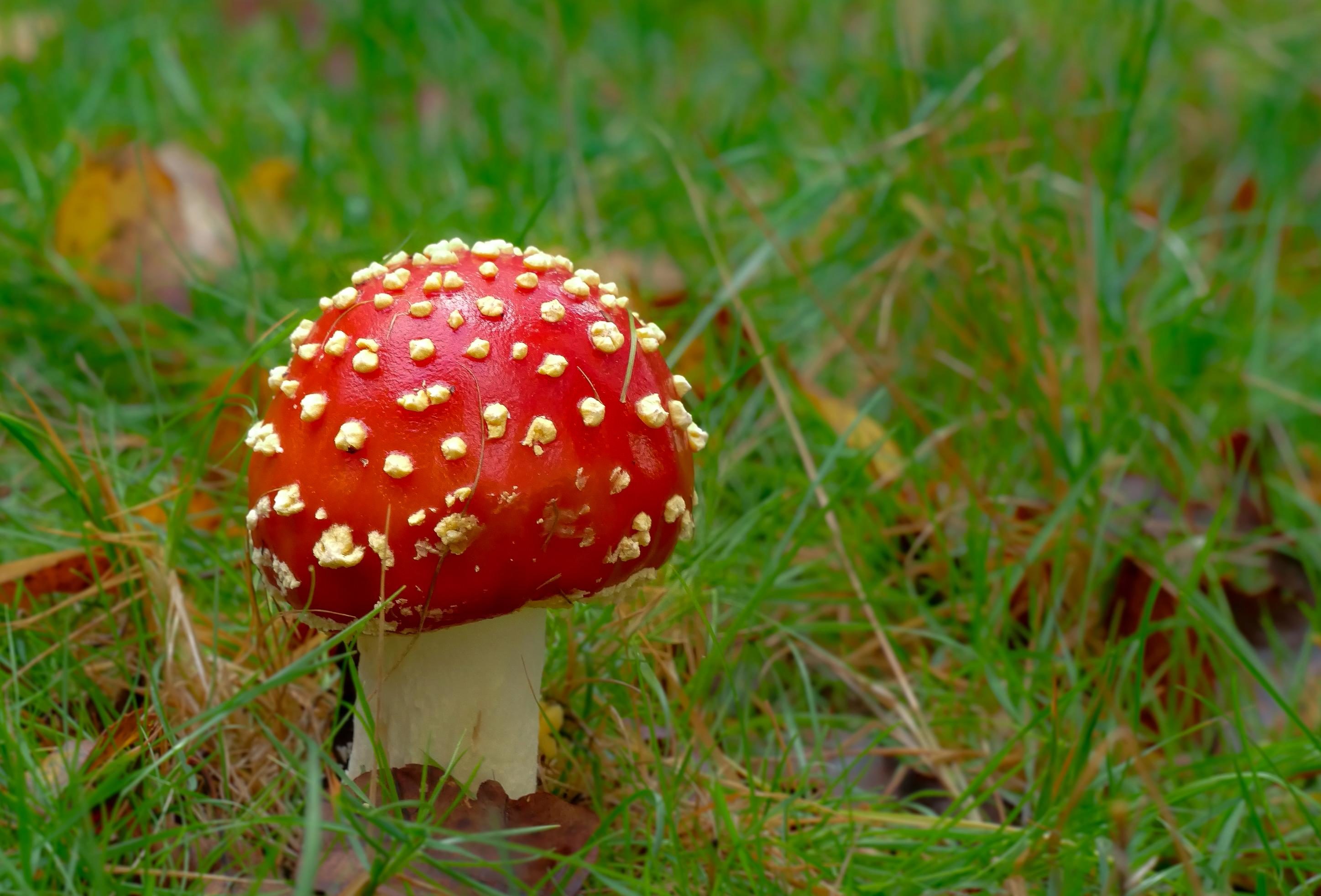 Free picture: mushroom, fungus, grass, nature, macro, detail, organism