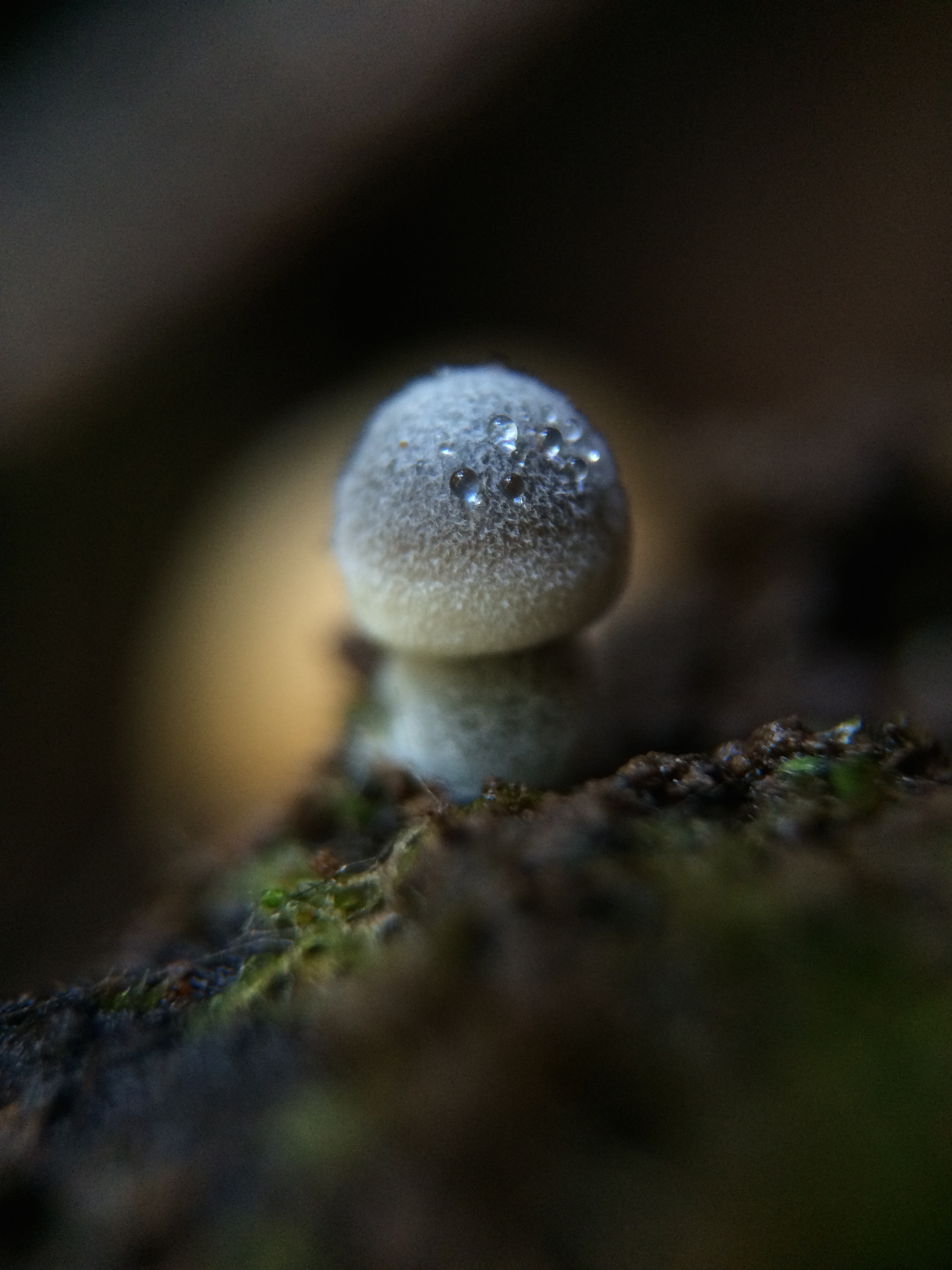 Photo Gallery: Macro Mushrooms - Yellow Elanor