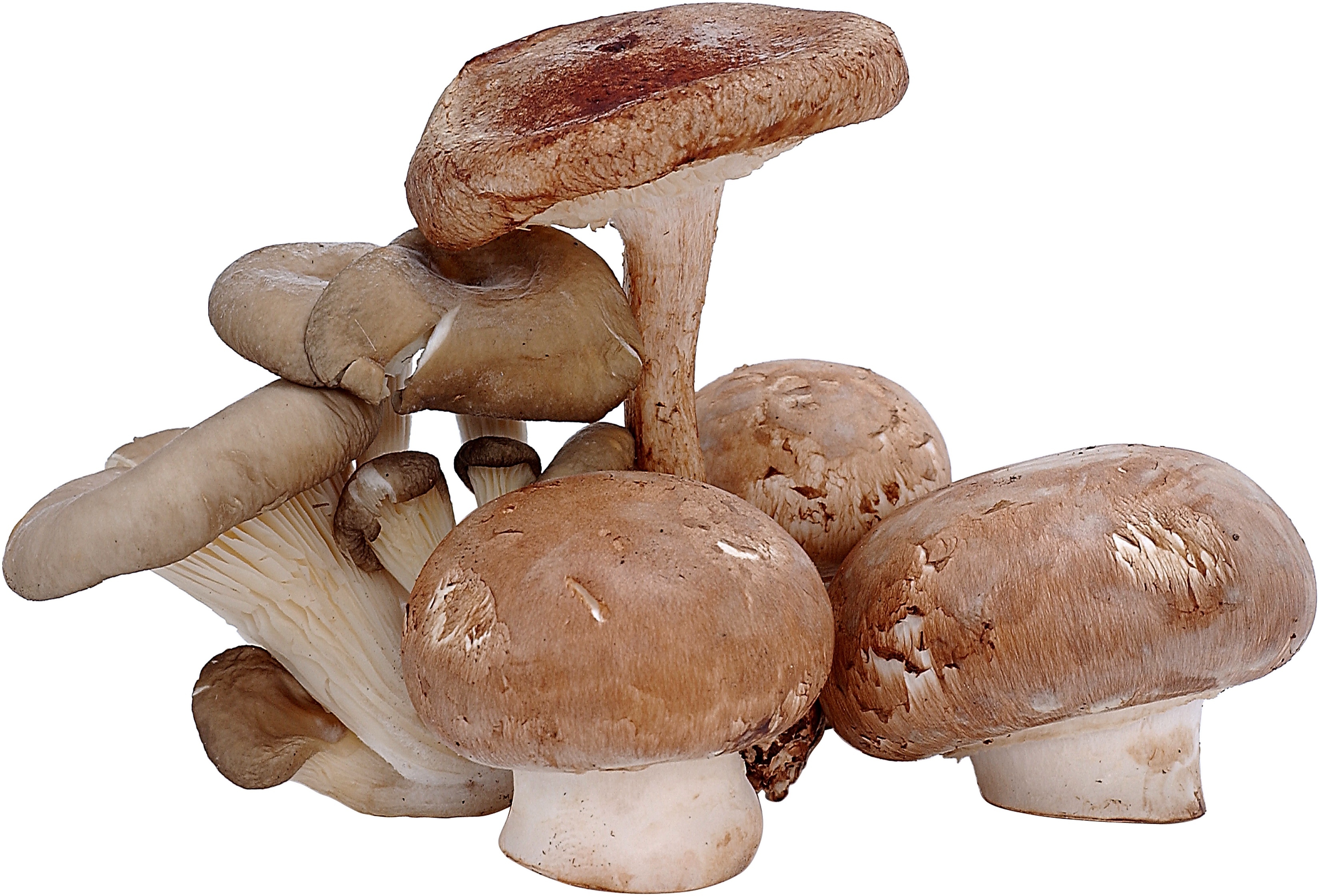 There's Nothing Mushy About Mushrooms | Healthy Eating | SF Gate