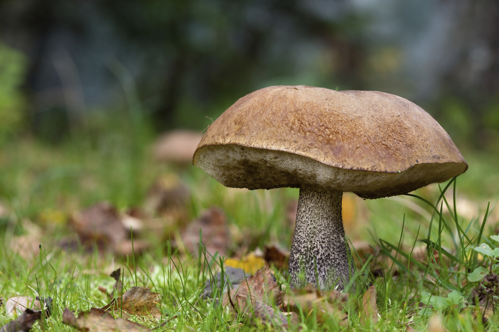 The Secret Ingredient: Mushrooms