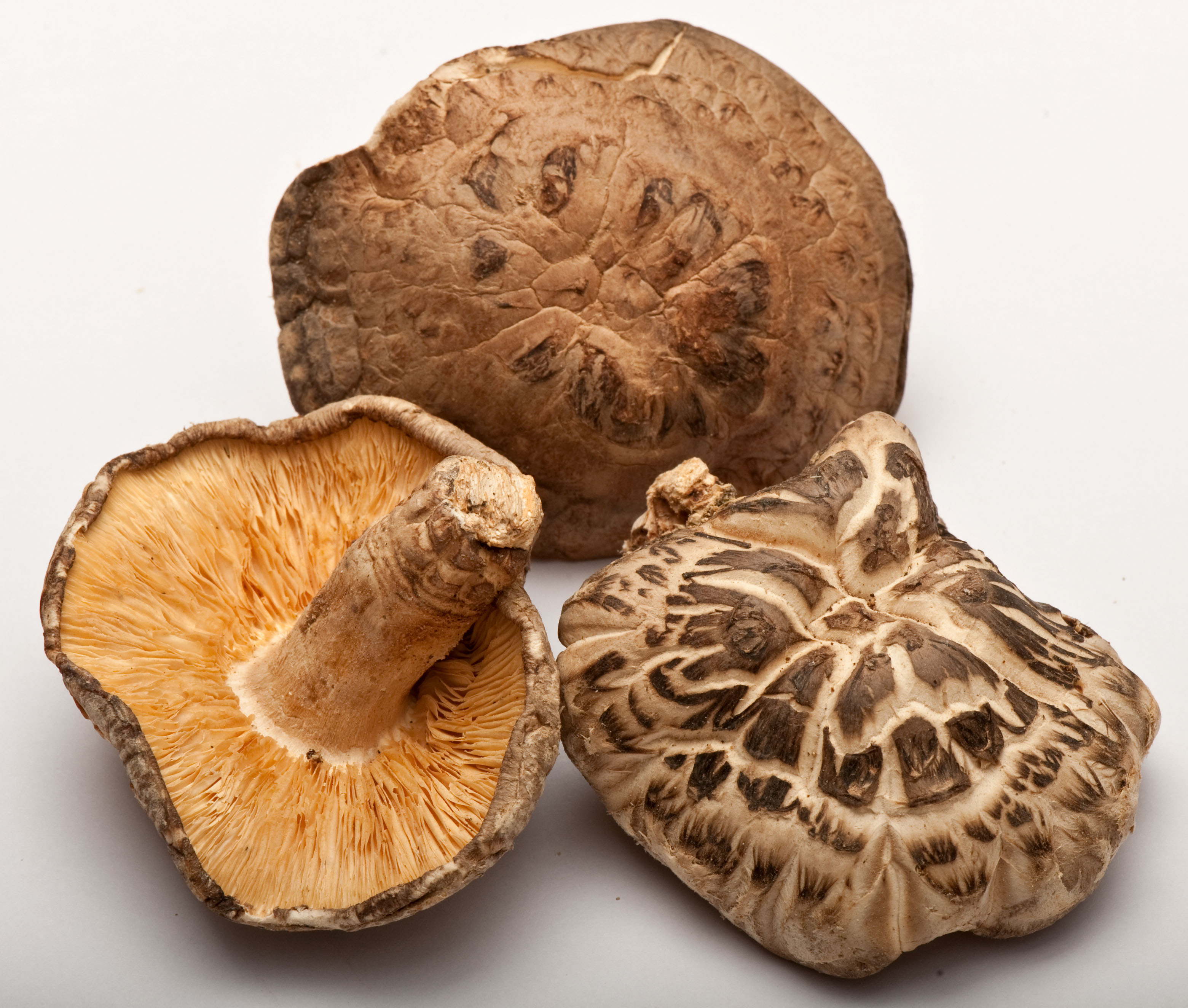 Forage your way into mushroom season | The Japan Times