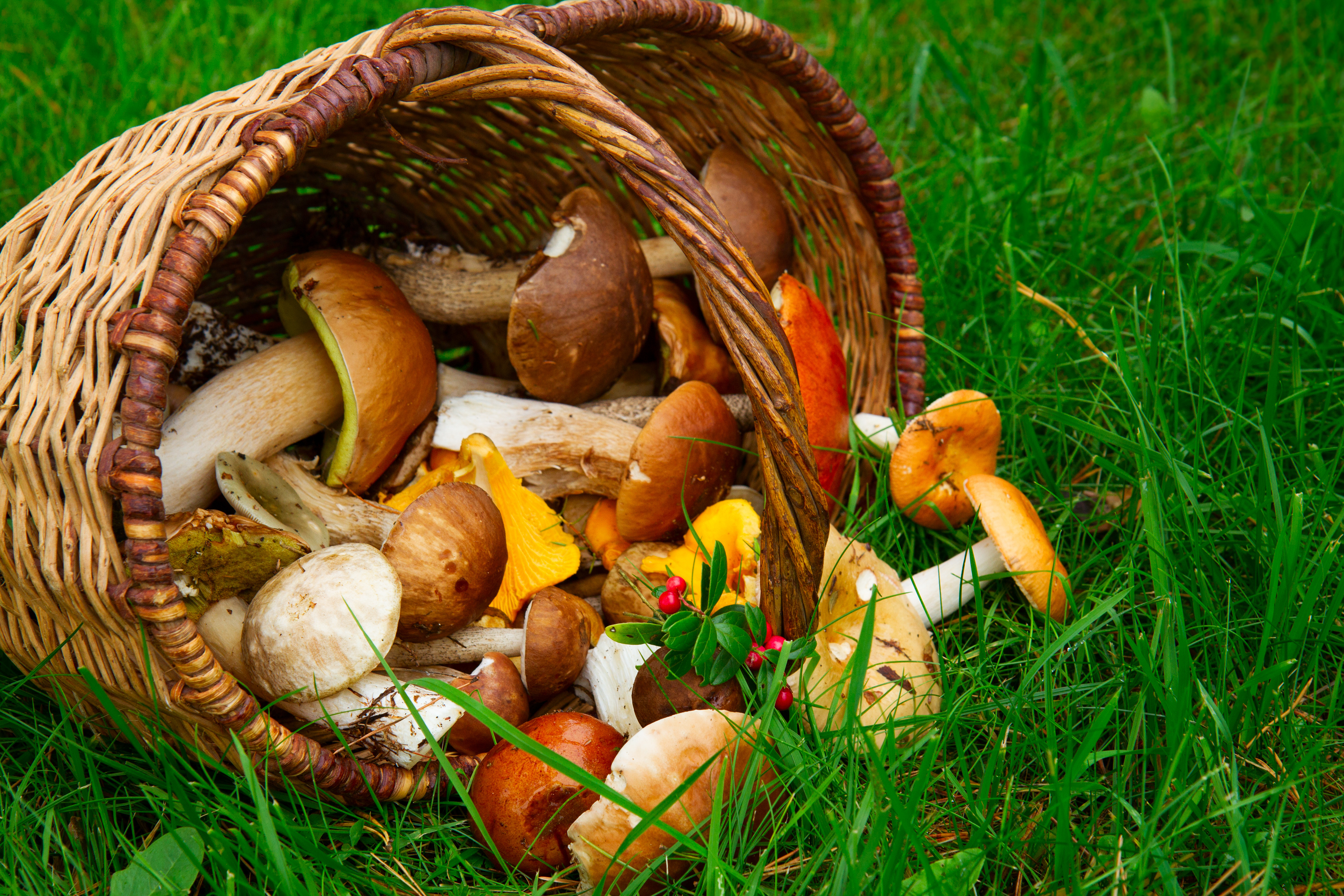 Magical mushrooms are a great addition for a delicious omelet ...
