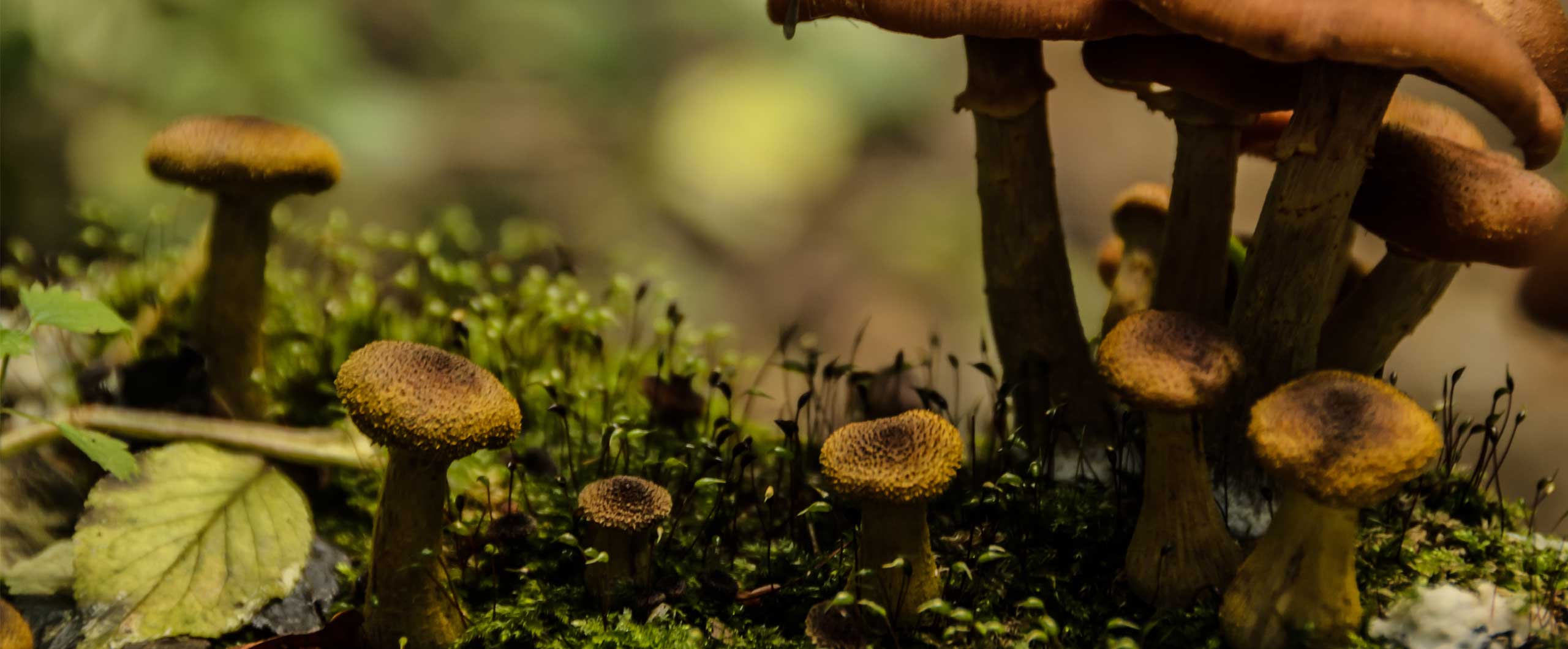 How Picking Mushrooms in America Became a Russian Jewish Tradition ...