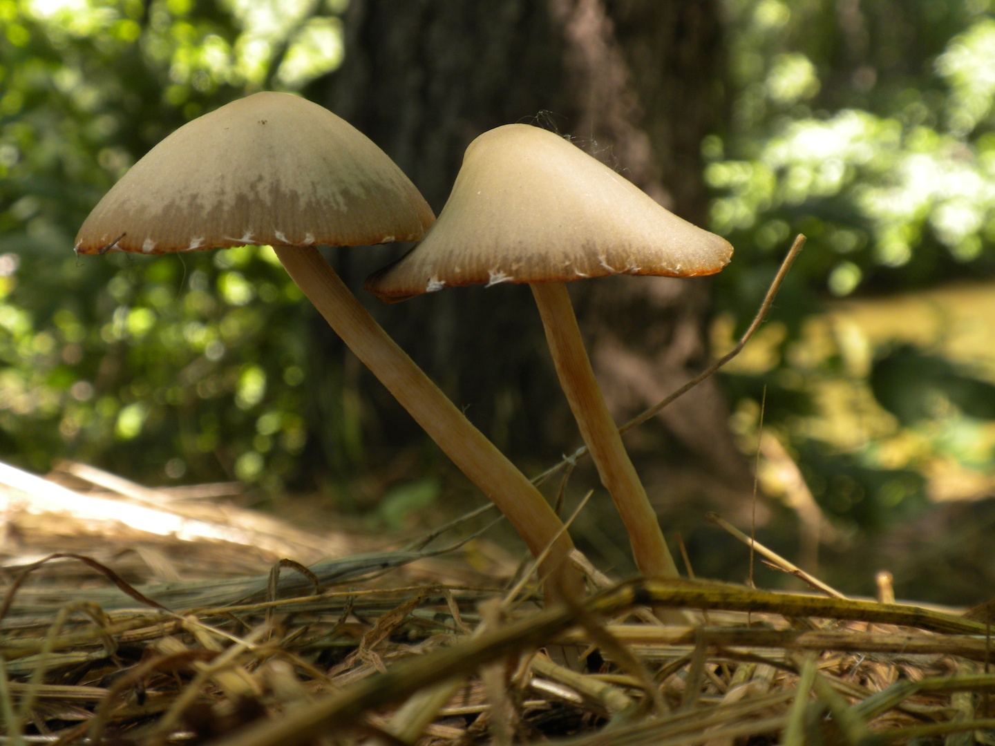 Mushrooms, Close-up, Day, Fungi, Macro, HQ Photo