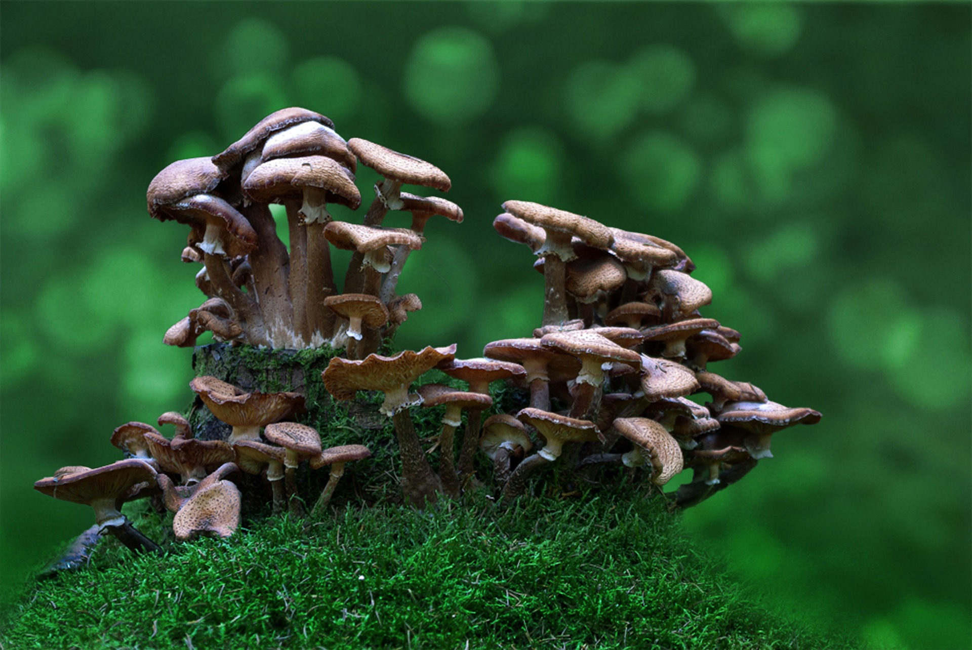 Mushrooms photo