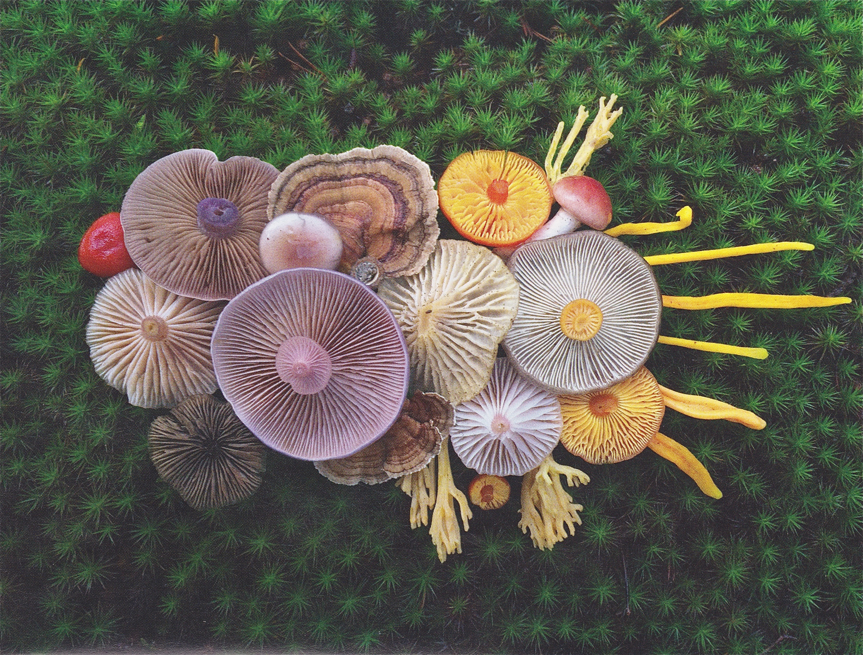 June 2017 – Central Oregon Mushroom Club