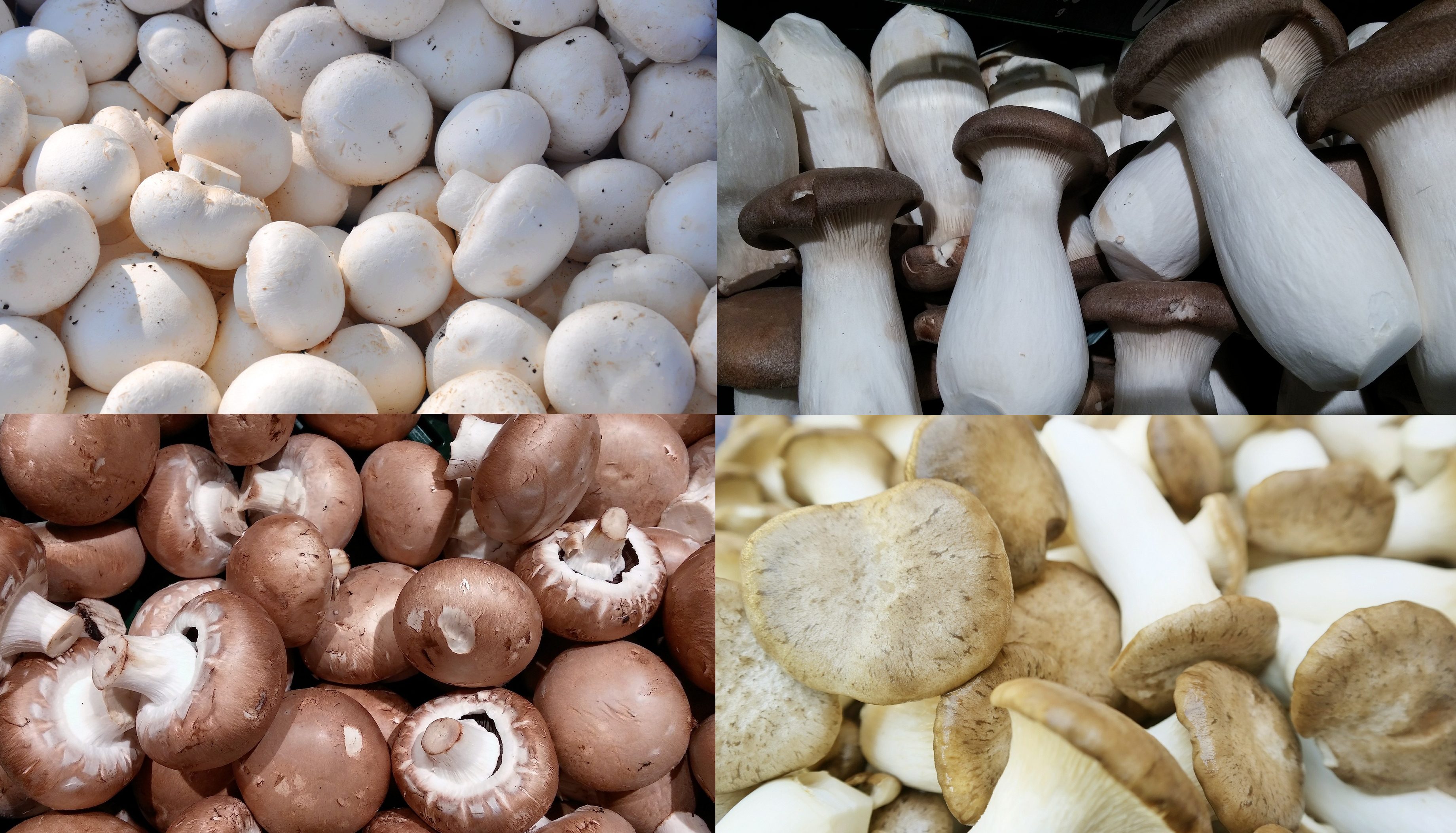 Weight Equivalents: Mushrooms