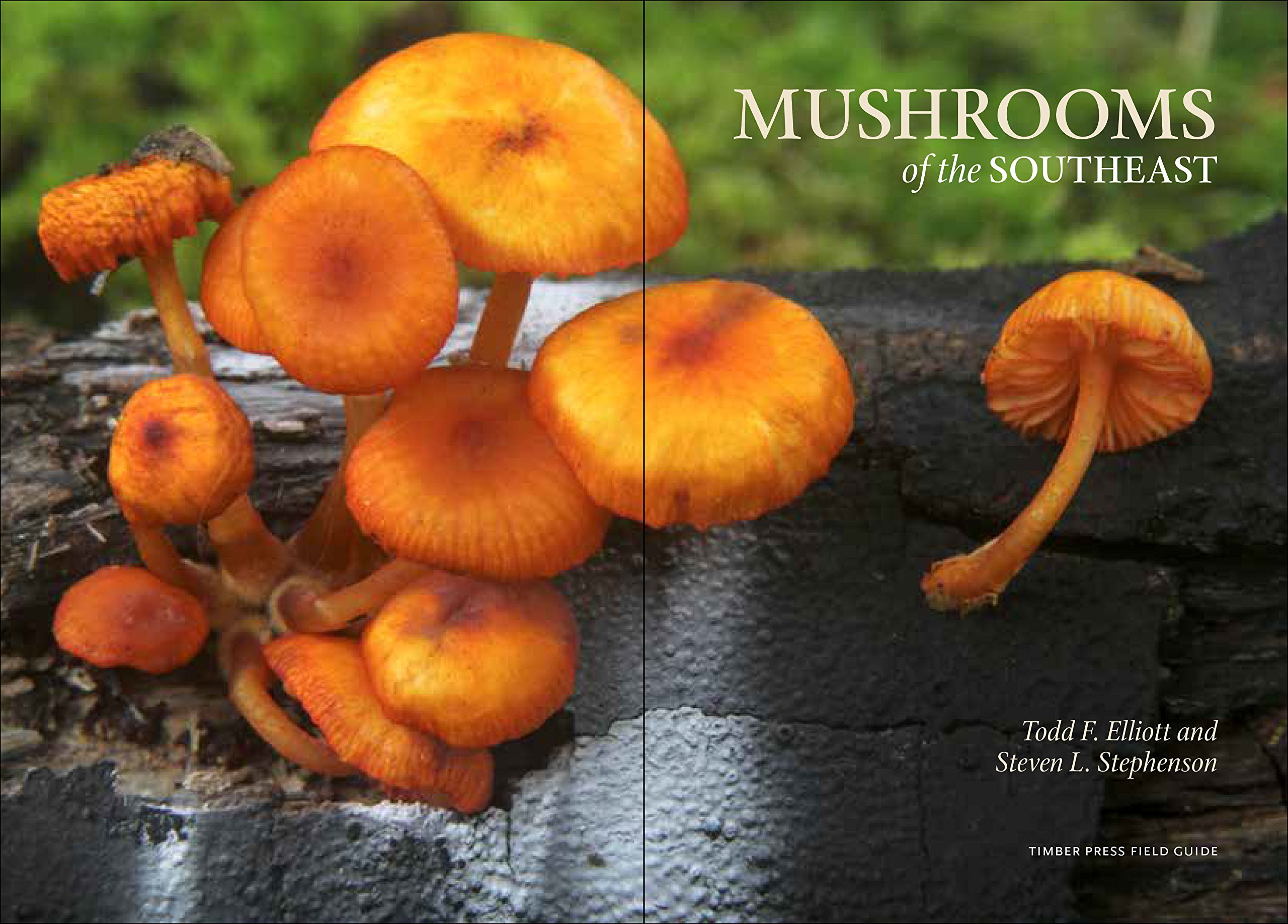 Mushrooms of the Southeast (A Timber Press Field Guide): Todd F ...
