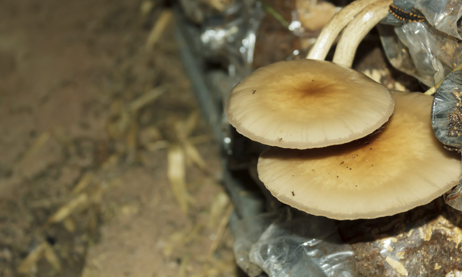 Growing Mushrooms: How To Grow Mushrooms At Home