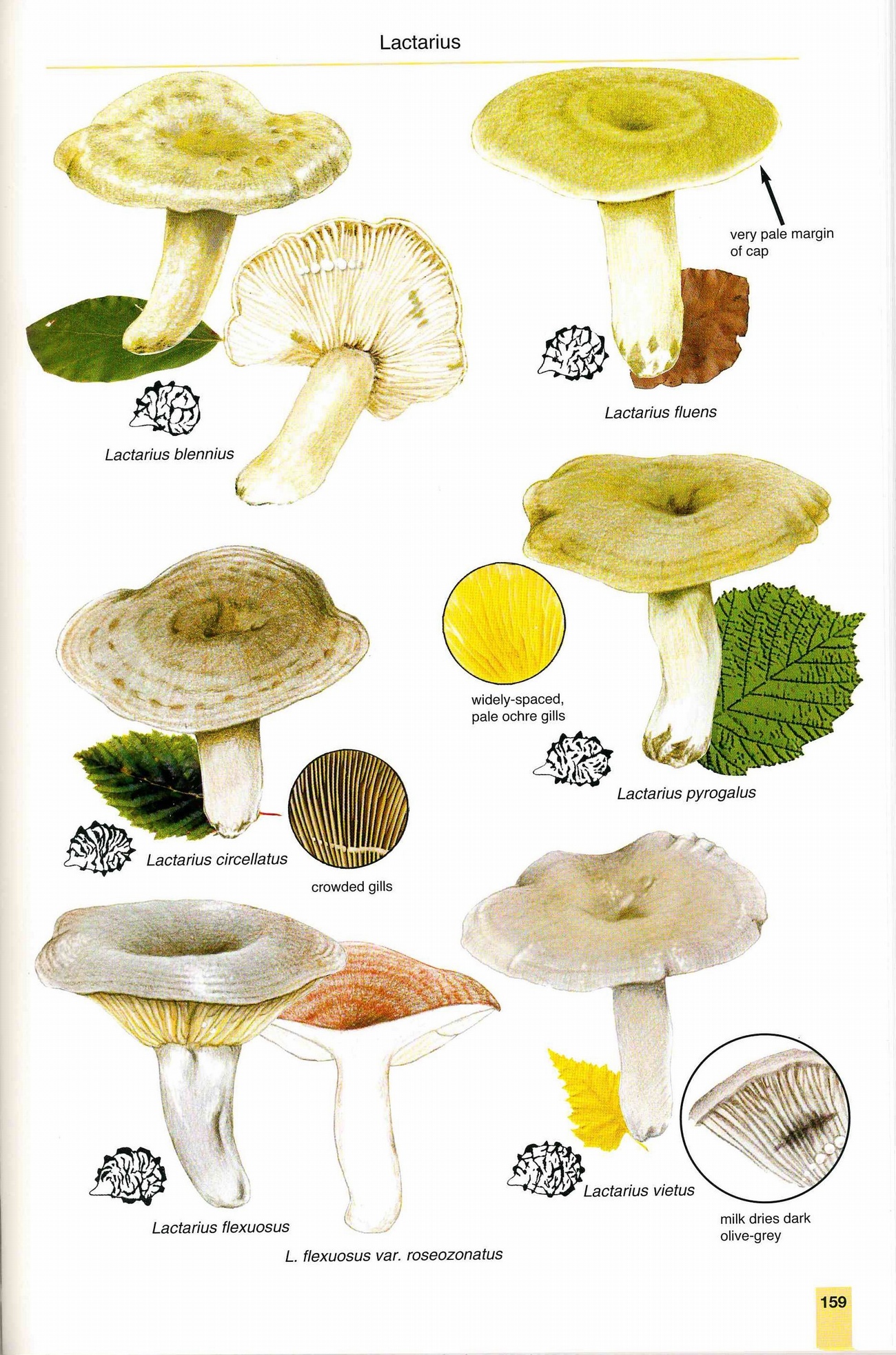 Mushrooms and Toadstools of Britain & Europe Volume 1. 2nd Edition ...