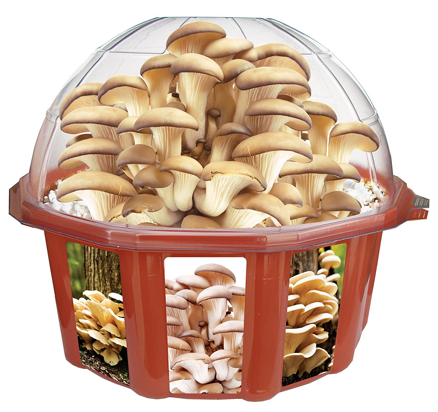 Amazon.com: Dunecraft Grow Your Own Mushrooms Domed Terrarium: Toys ...