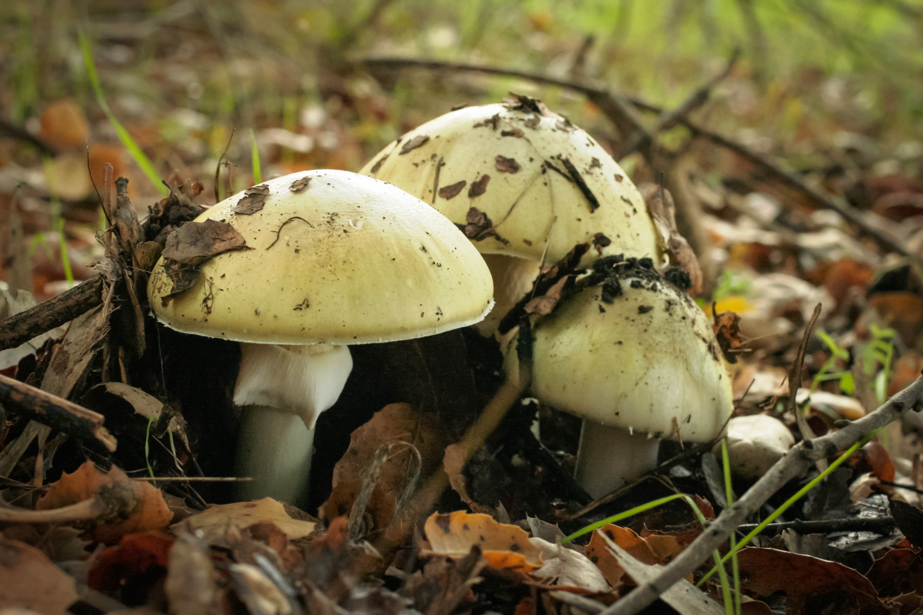 Wild mushrooms photo