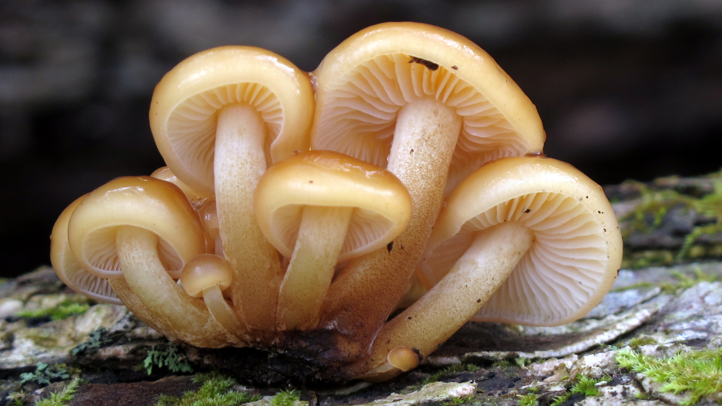 Ohio Mushroom Society | Enjoying the Mycological World of Ohio and ...