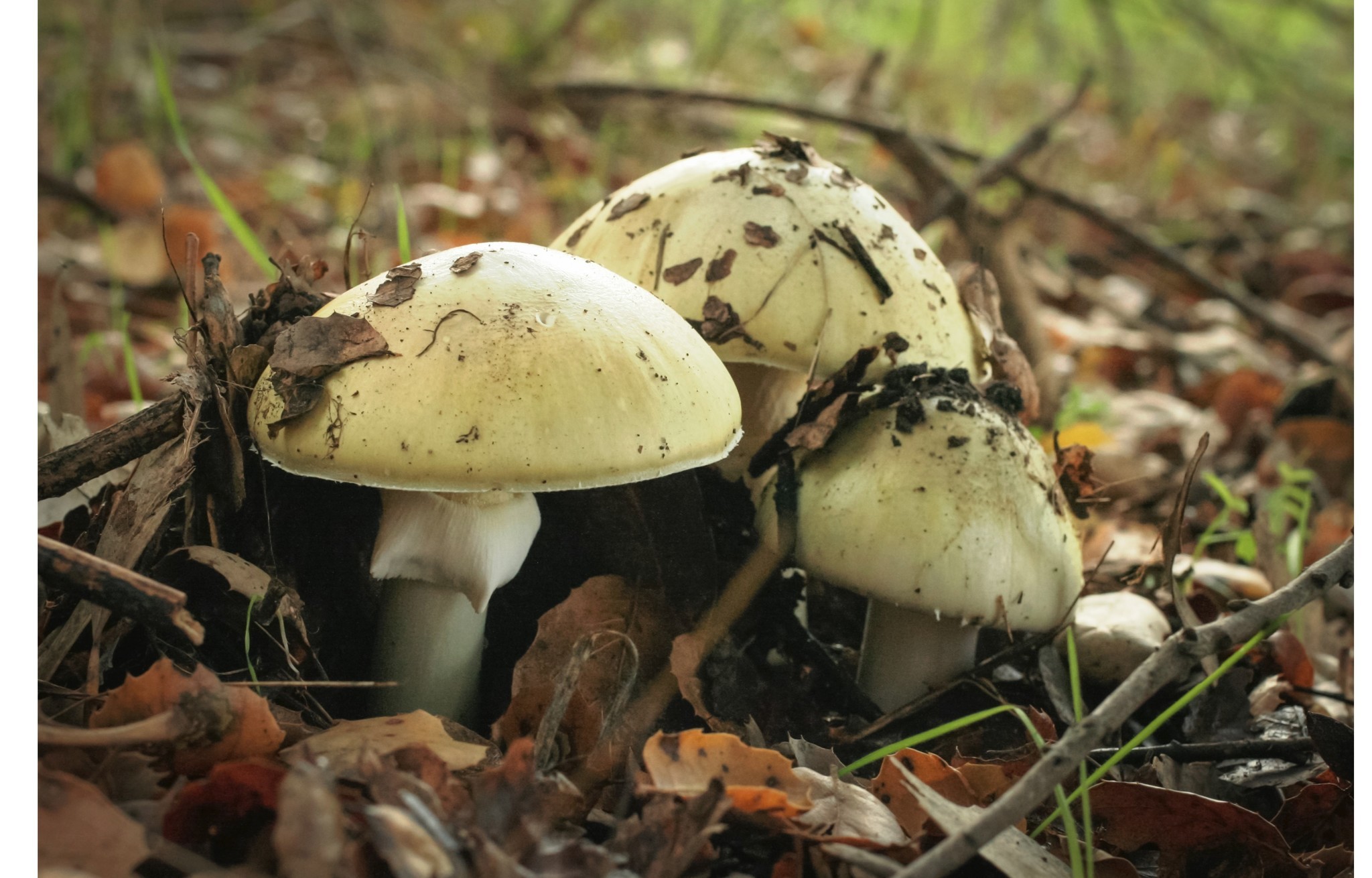 Wild 'death cap' mushrooms poison 14 people in Northern California
