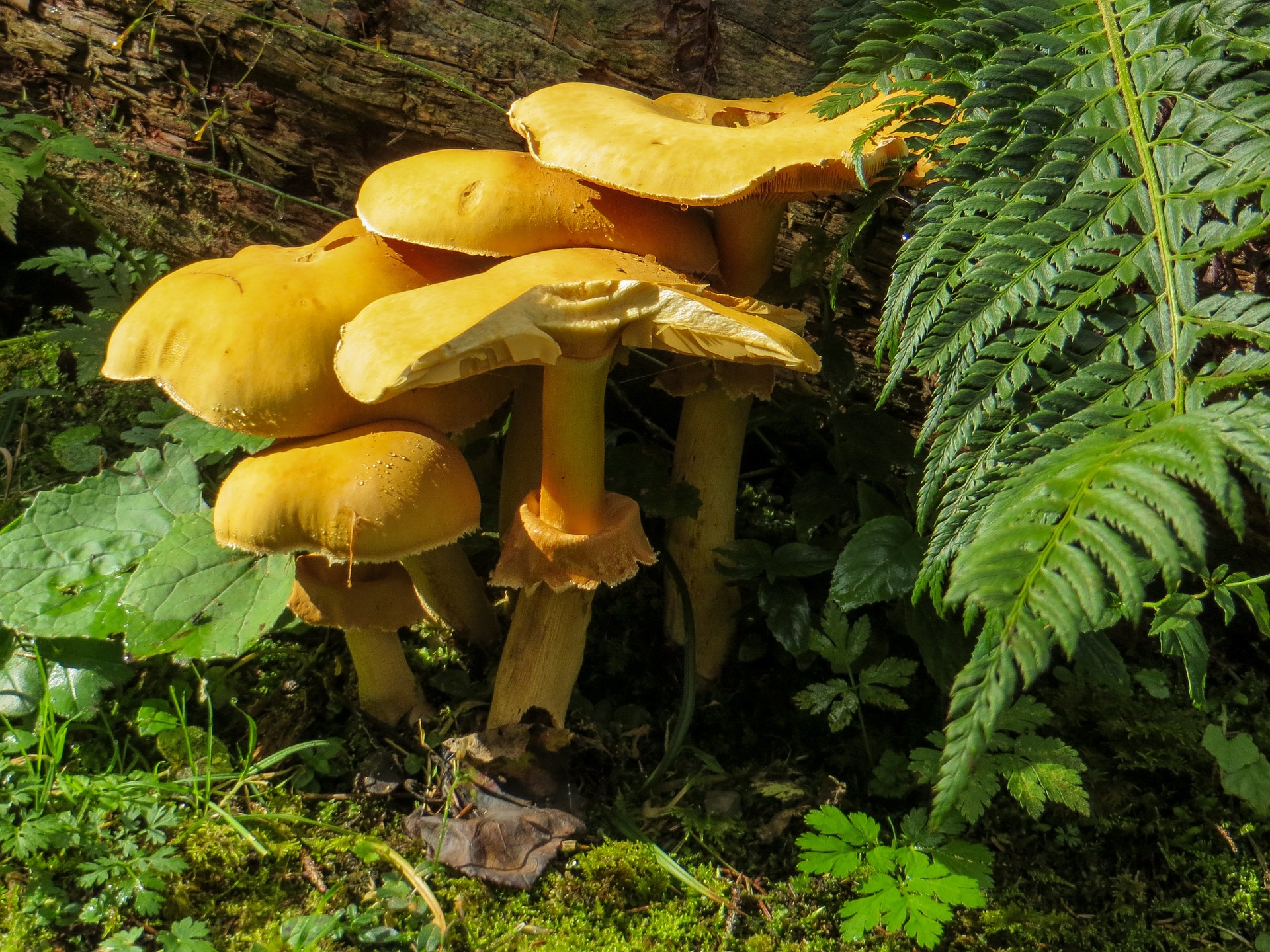Mushrooms in the garden photo