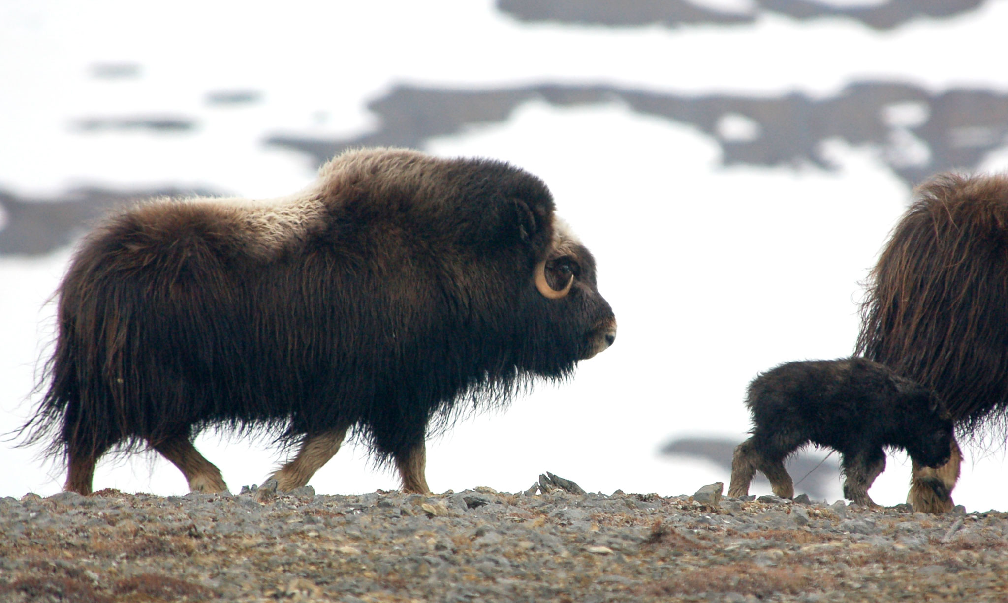Muskoxen Are Shrinking and Freezing to Death in Arctic From Climate ...