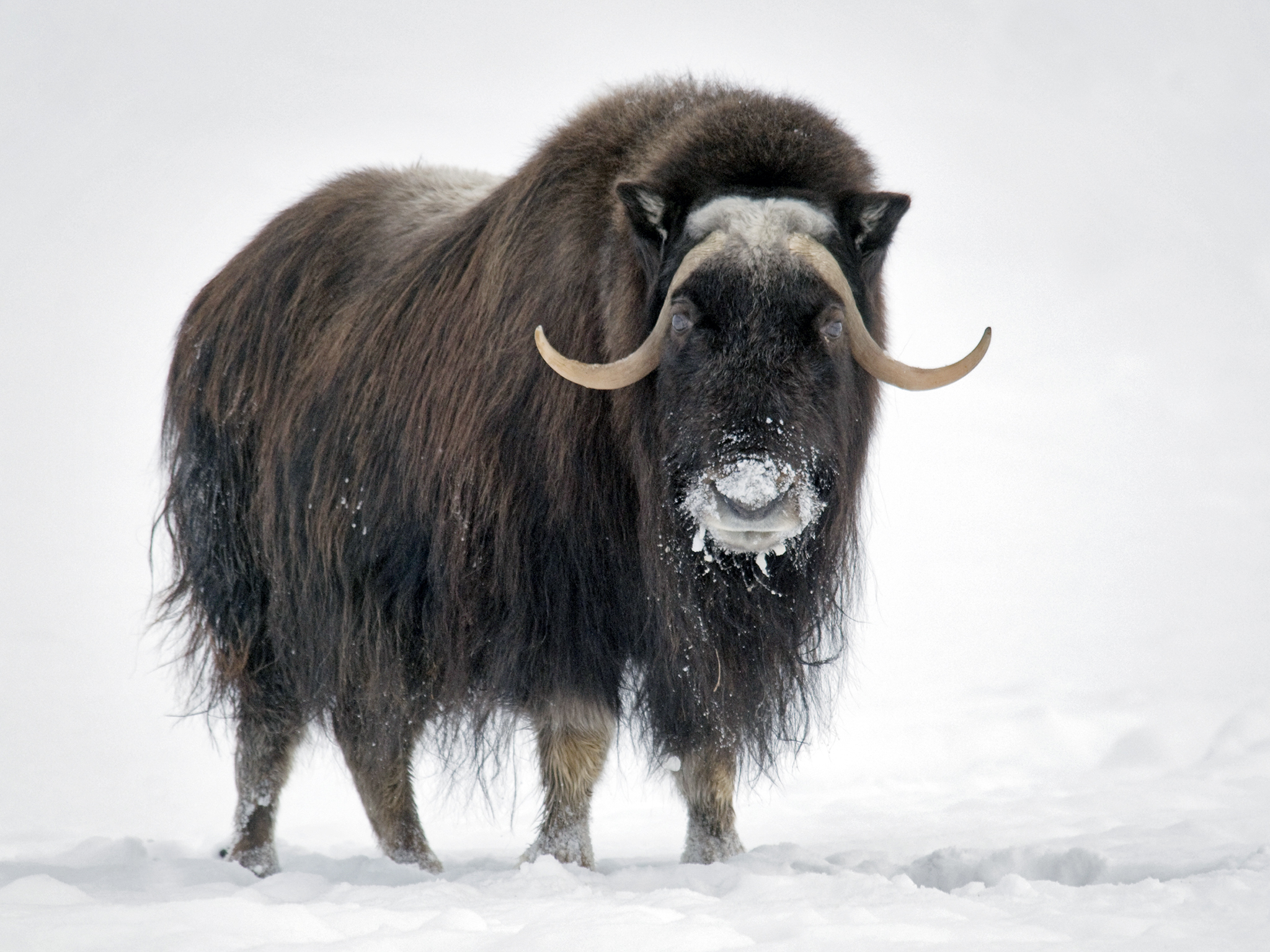 Musk Ox Facts, History, Useful Information and Amazing Pictures