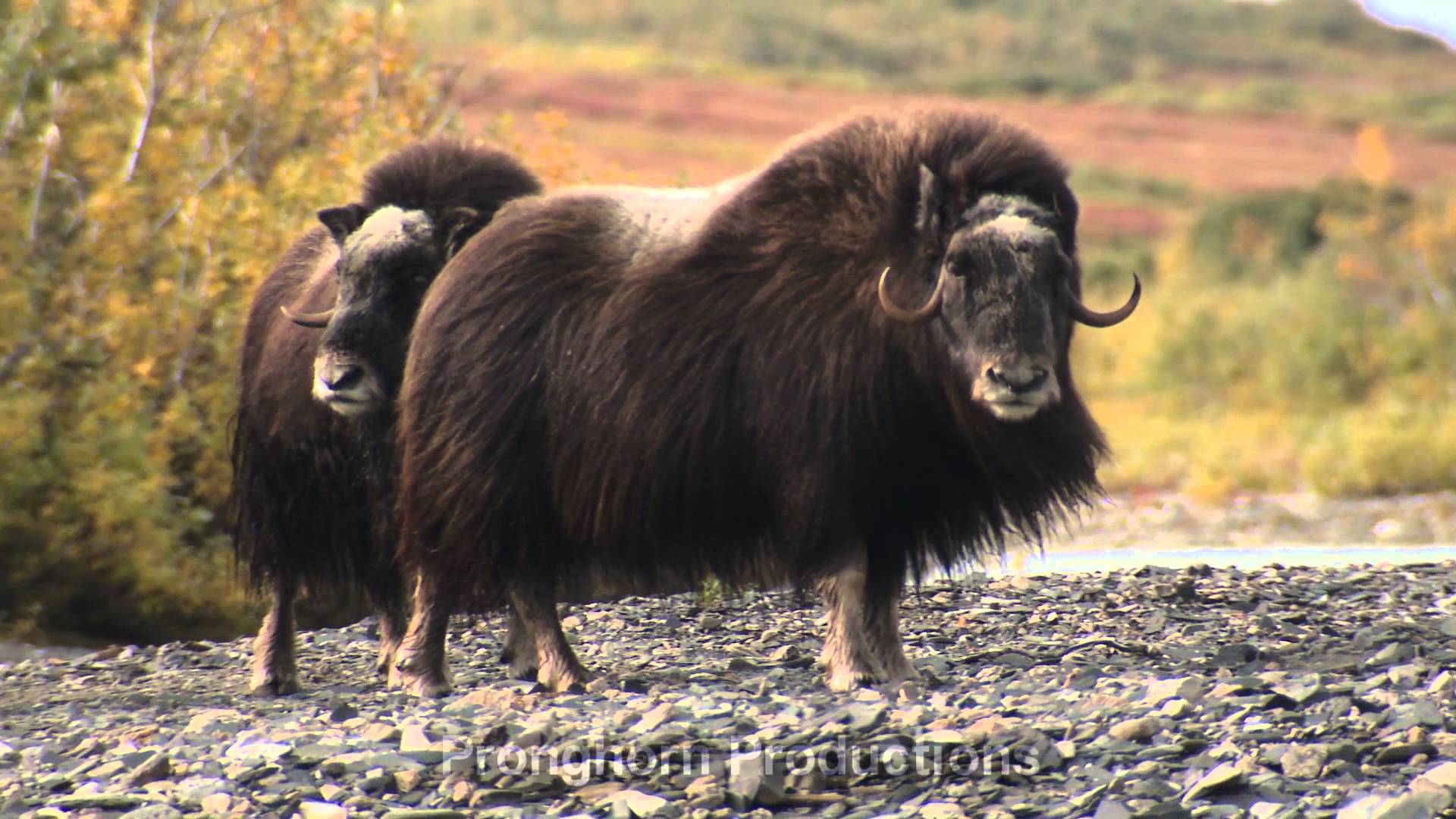 Musk Ox Video Footage - YouTube
