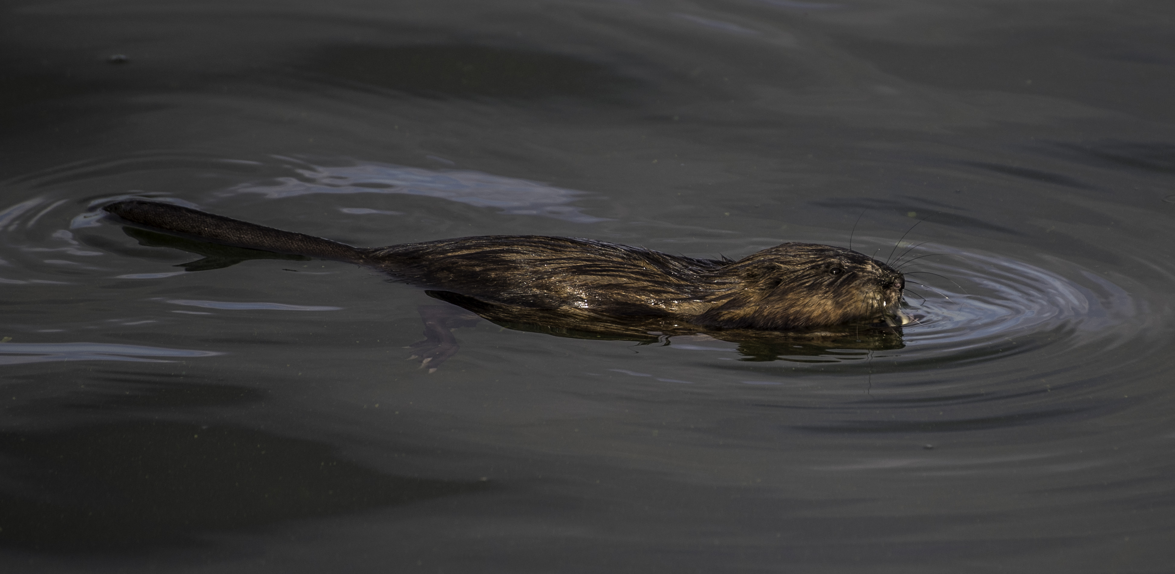Muskrat swimming in the water image - Free stock photo - Public ...