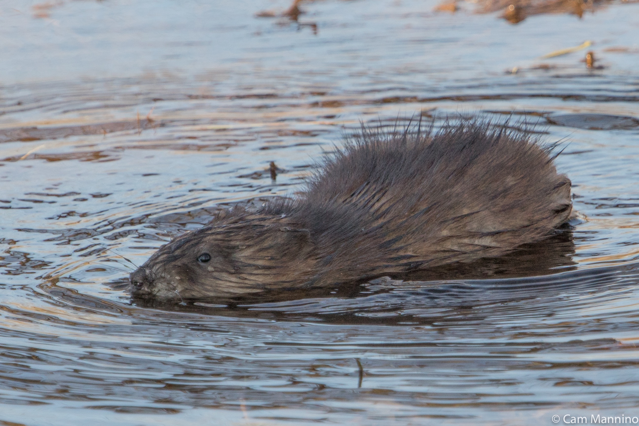 Muskrat swimming GC adult | Natural Areas Notebook