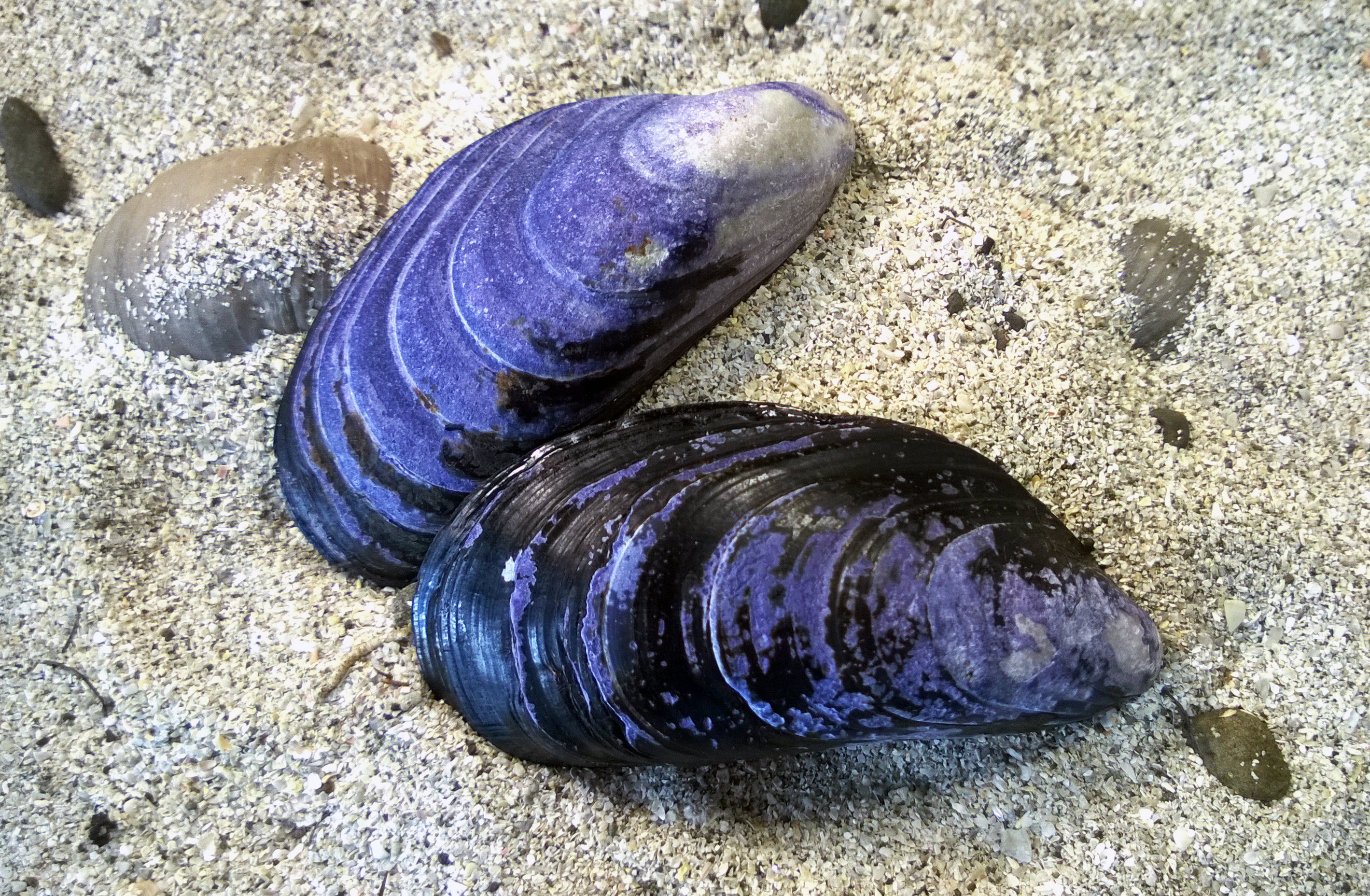 Десятиногий моллюск. Мидия Mytilus edulis. Черное море мидии+моллюски+устрицы. Морские двустворчатые моллюски. Mytilus Chilensis.